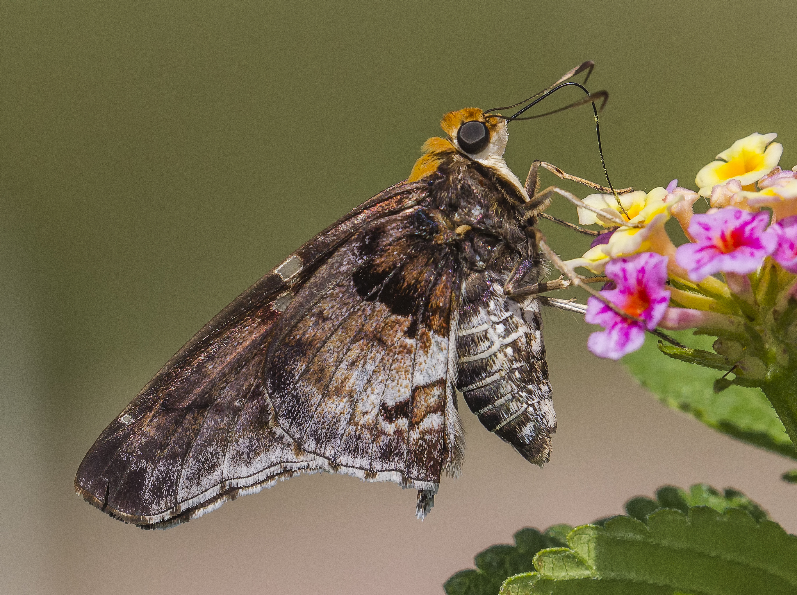 North American Butterfly Identification Chart