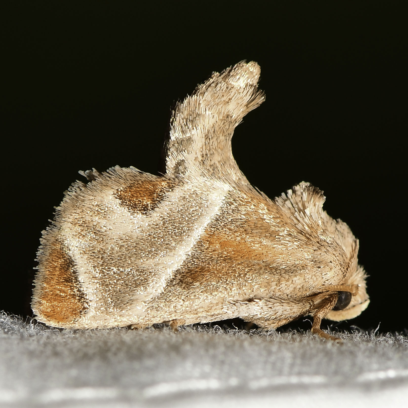 muffled) perfection. — Would moth Cell and Faputa get along