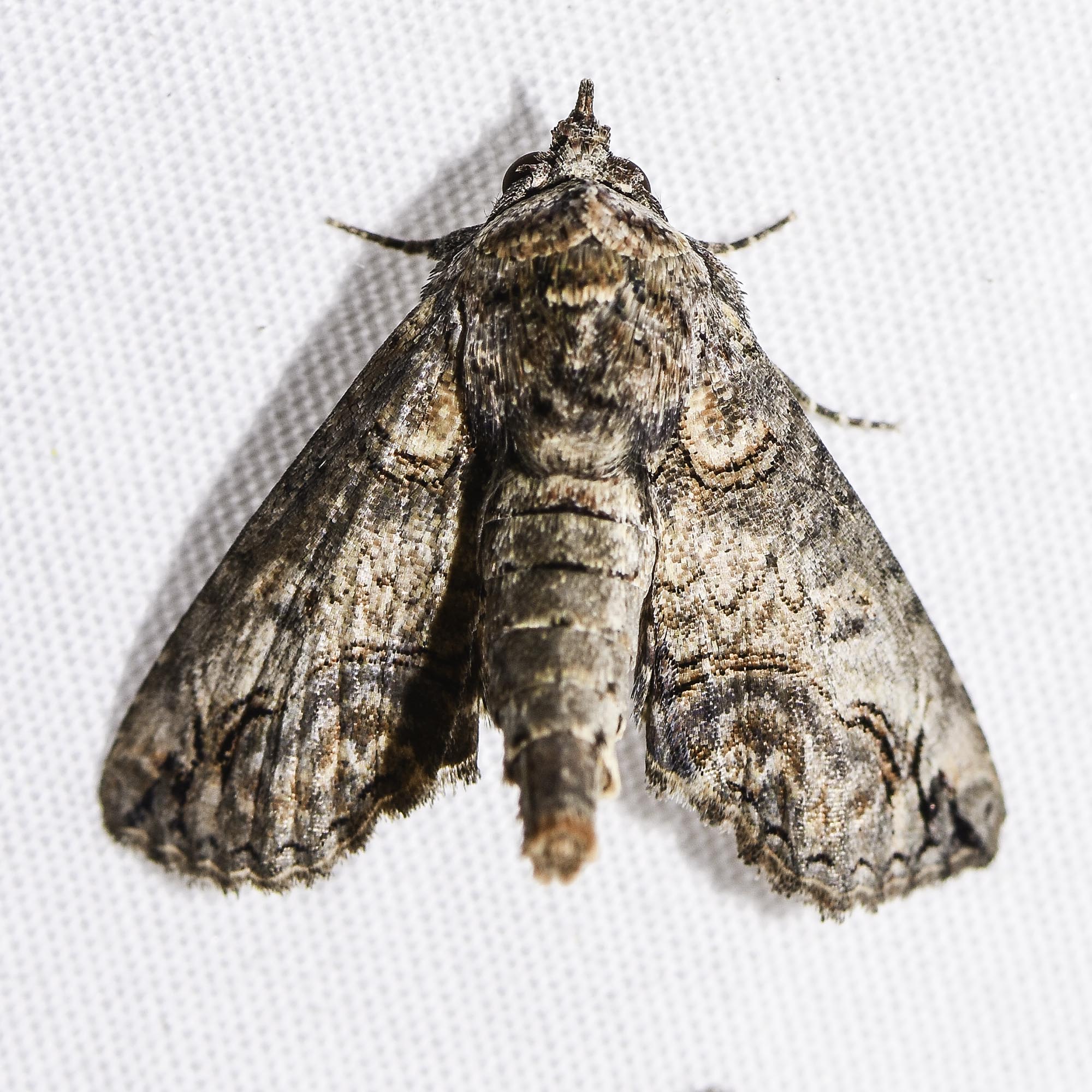 Butterflies and Moths of North America