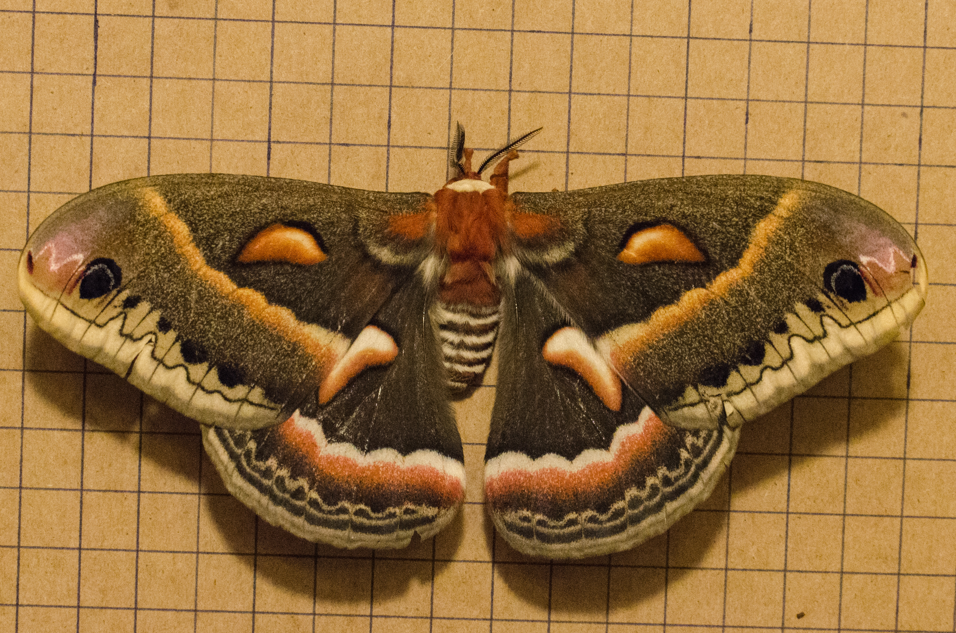 Minnesota Butterflies and Moths of North America