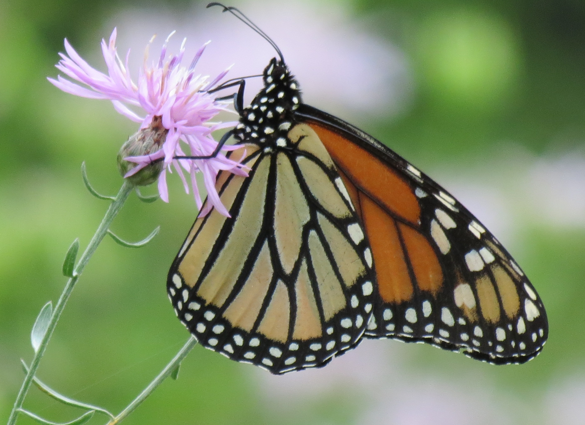 New York Butterflies and Moths of North America