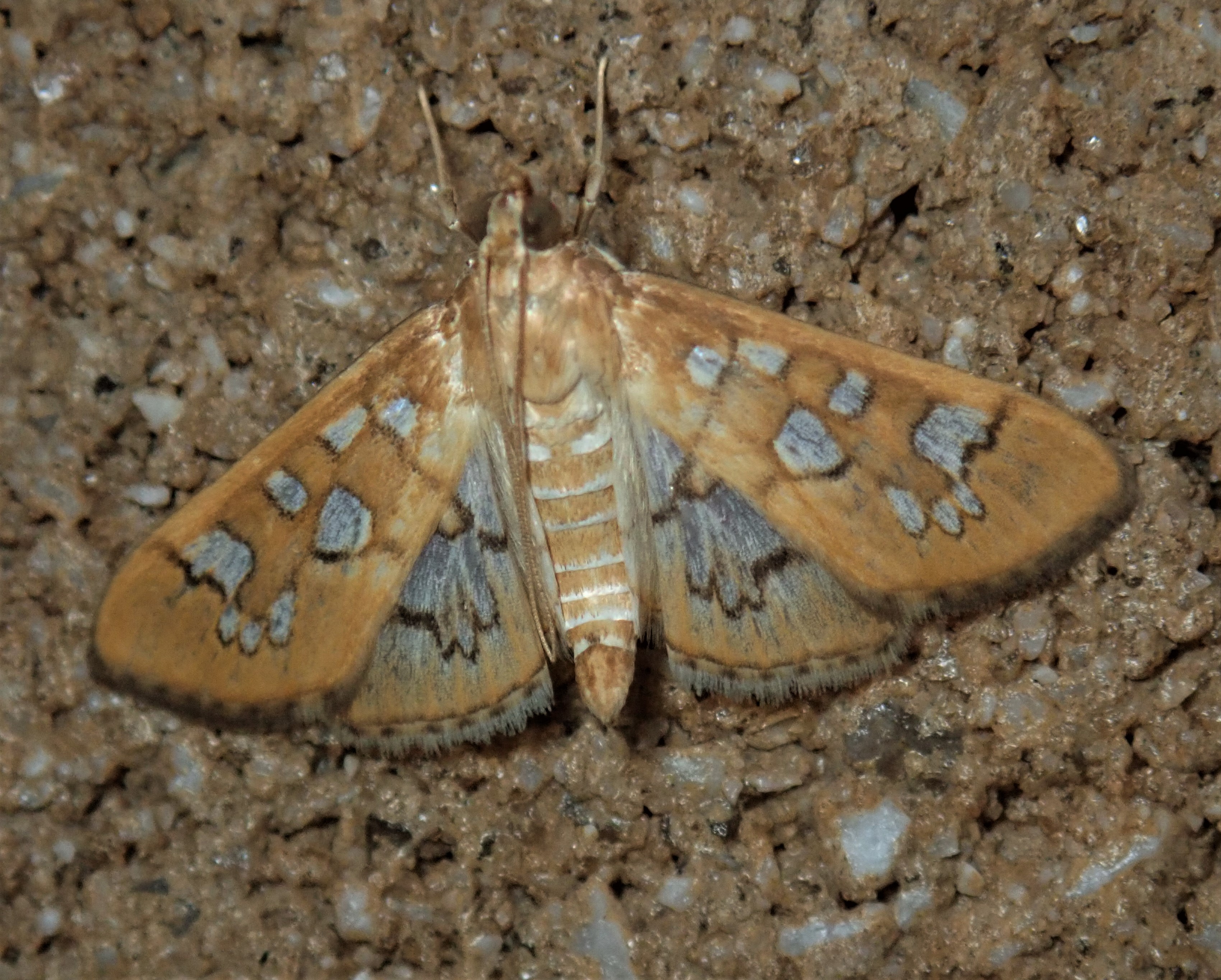 North Carolina Butterflies and Moths of North America