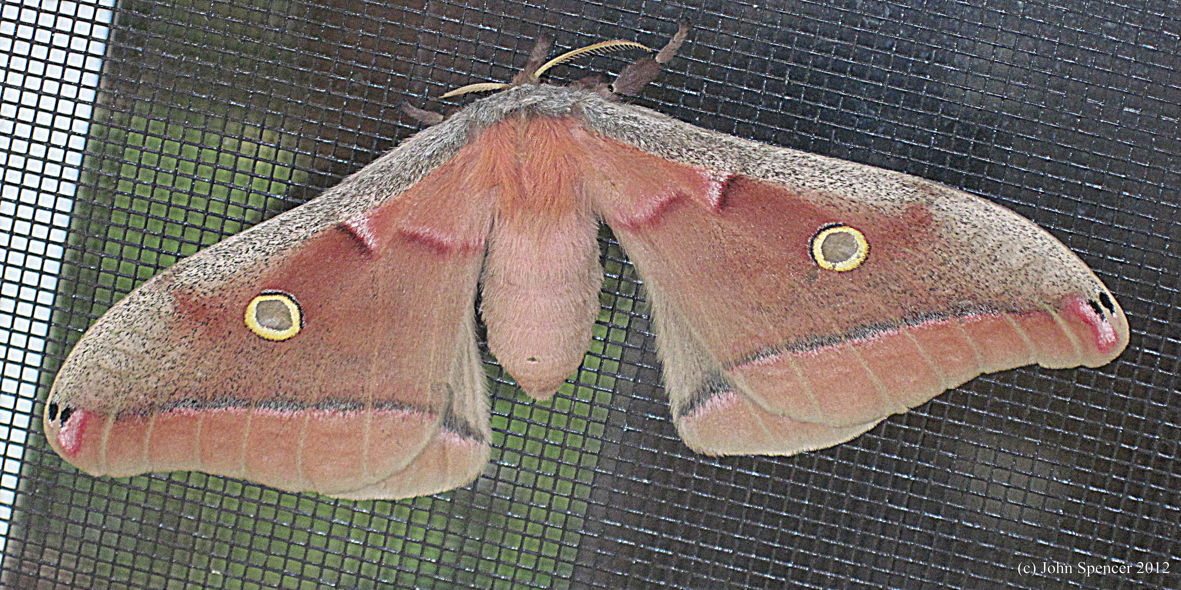 Pics Of Moths