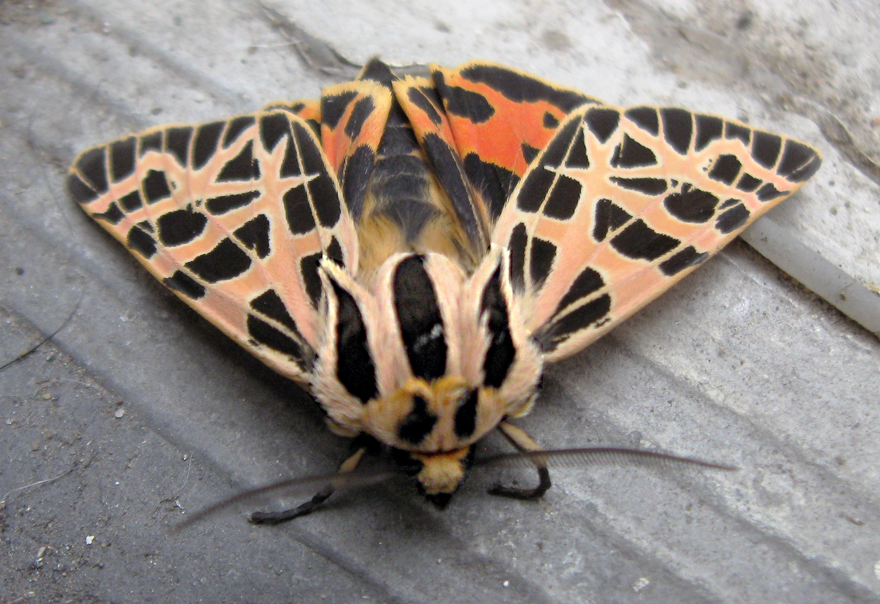 Sighting 1078627 Butterflies and Moths of North America