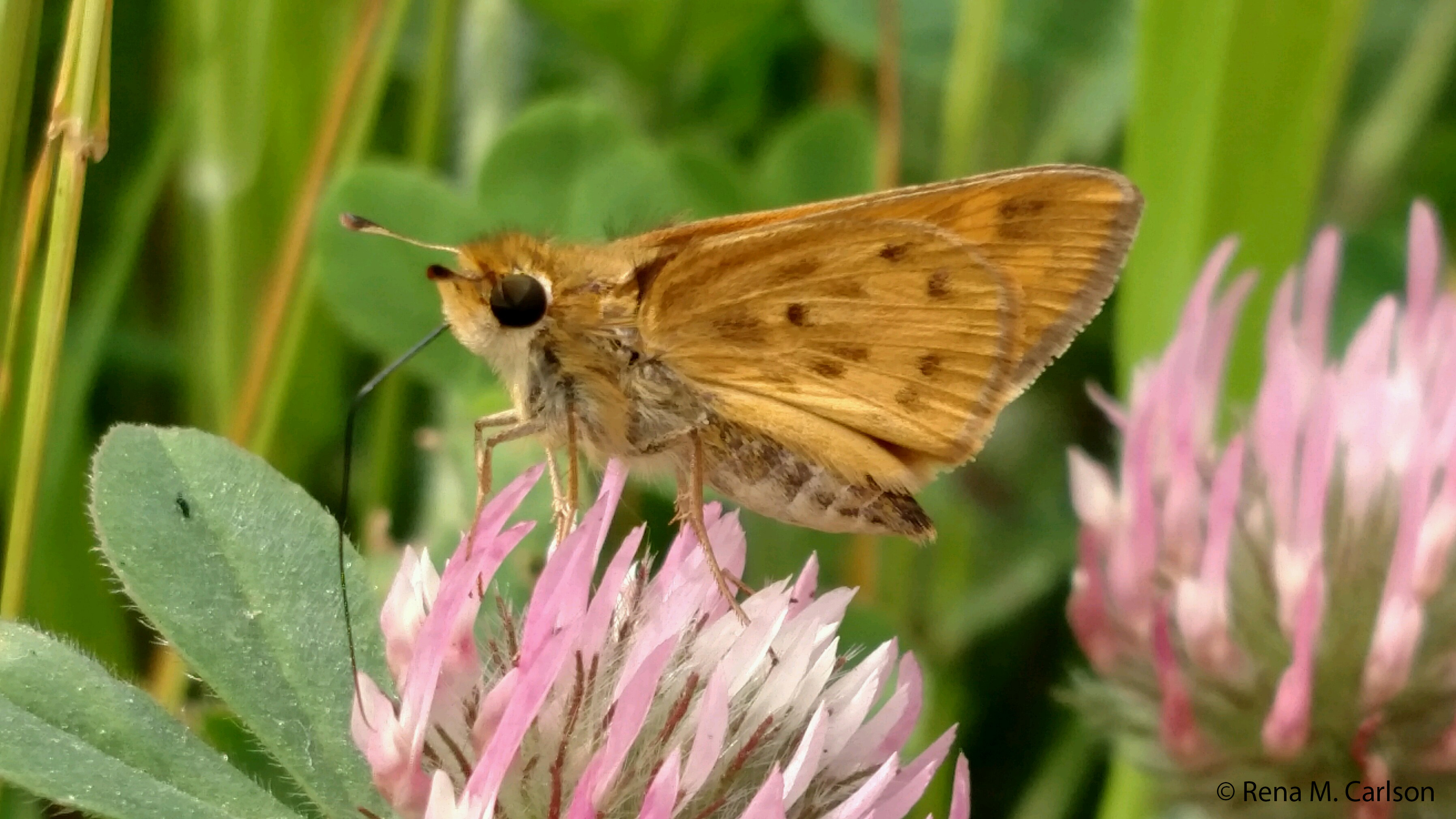 Butterfly, Moth, and Caterpillar Photographs from Sacramento County ...