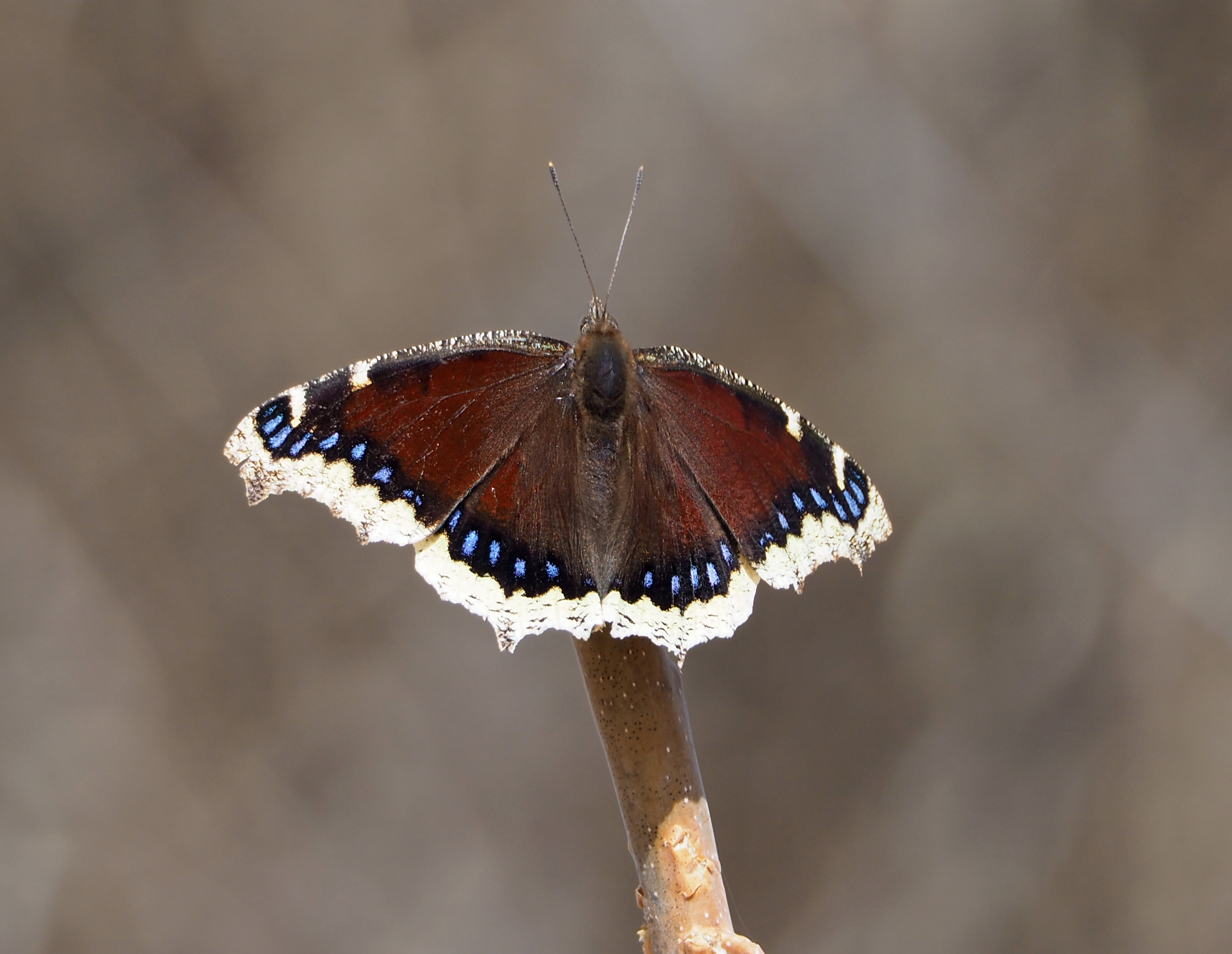 Michigan Butterflies and Moths of North America