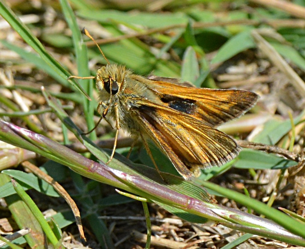Butterfly, Moth, and Caterpillar Photographs from Sacramento County ...