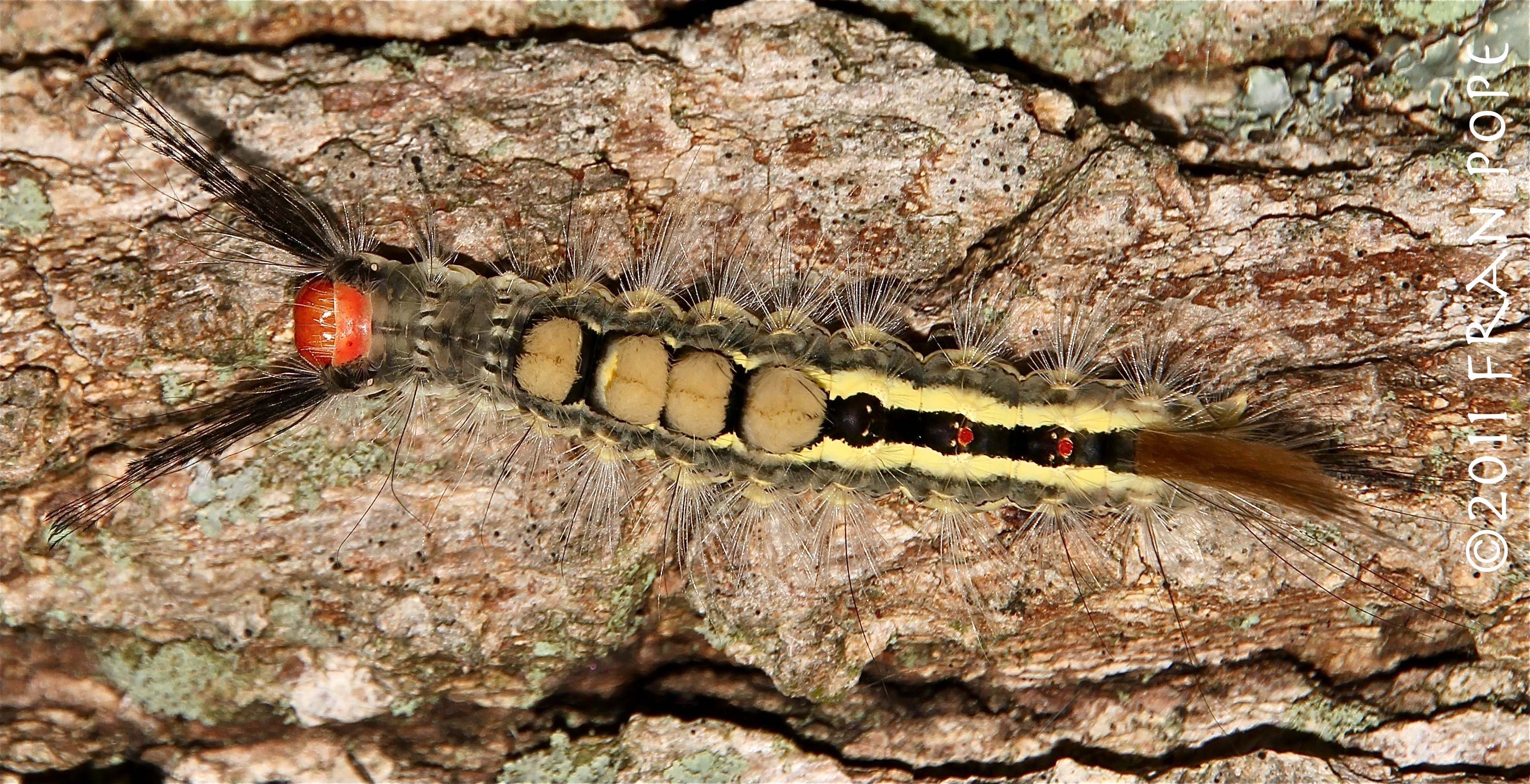 Orgyia leucostigma