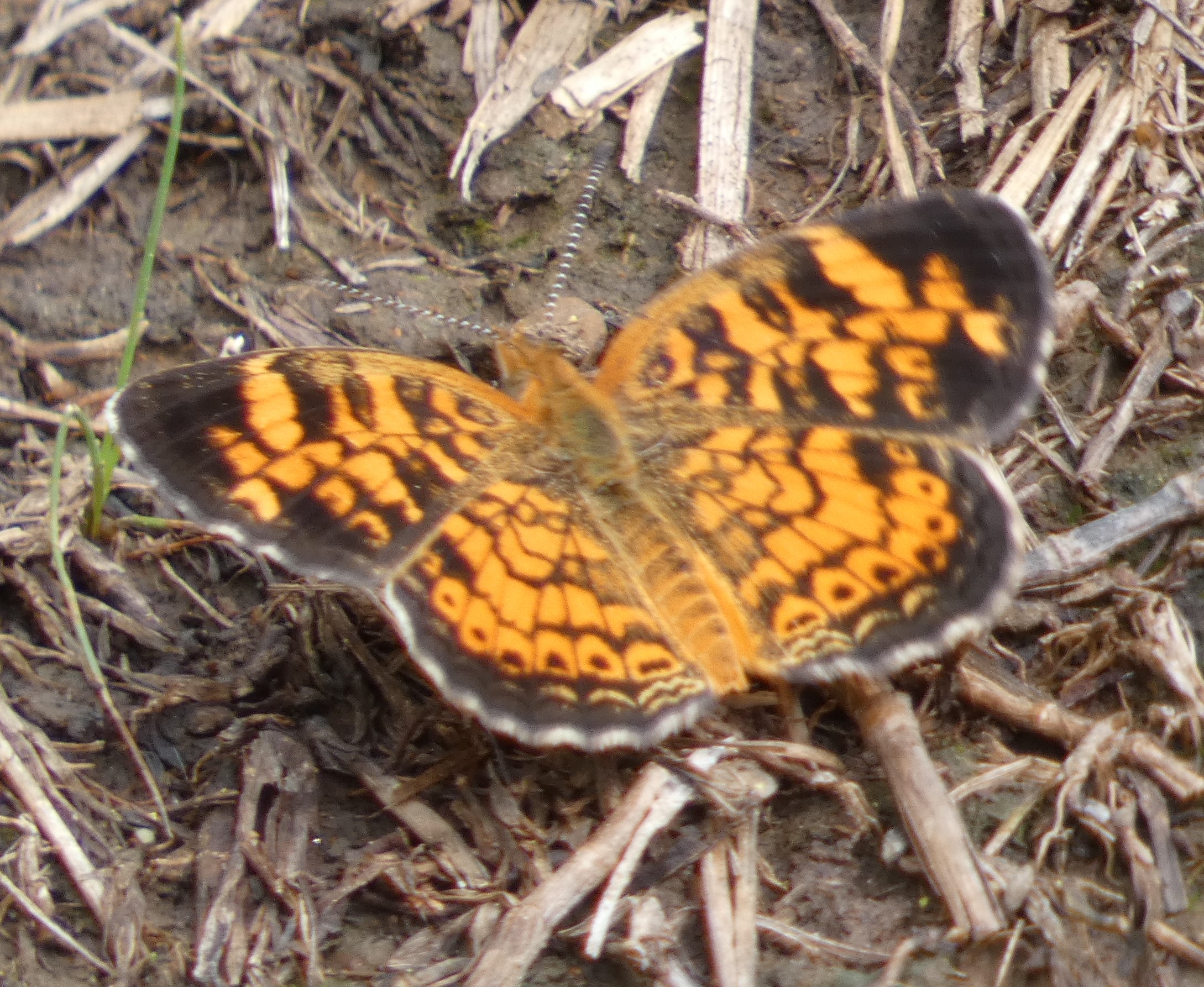 Oklahoma Butterflies and Moths of North America