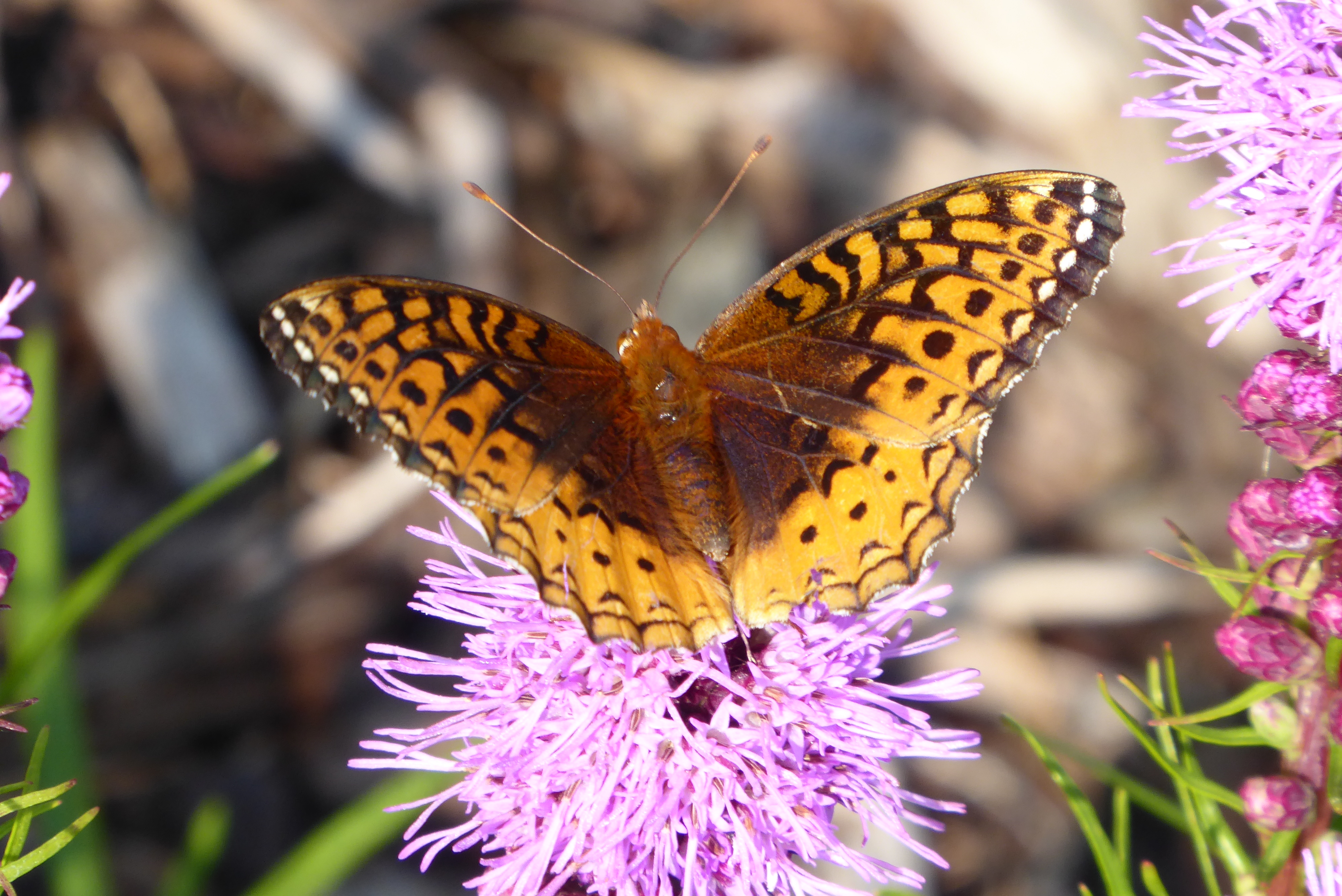 Alberta Butterflies and Moths of North America