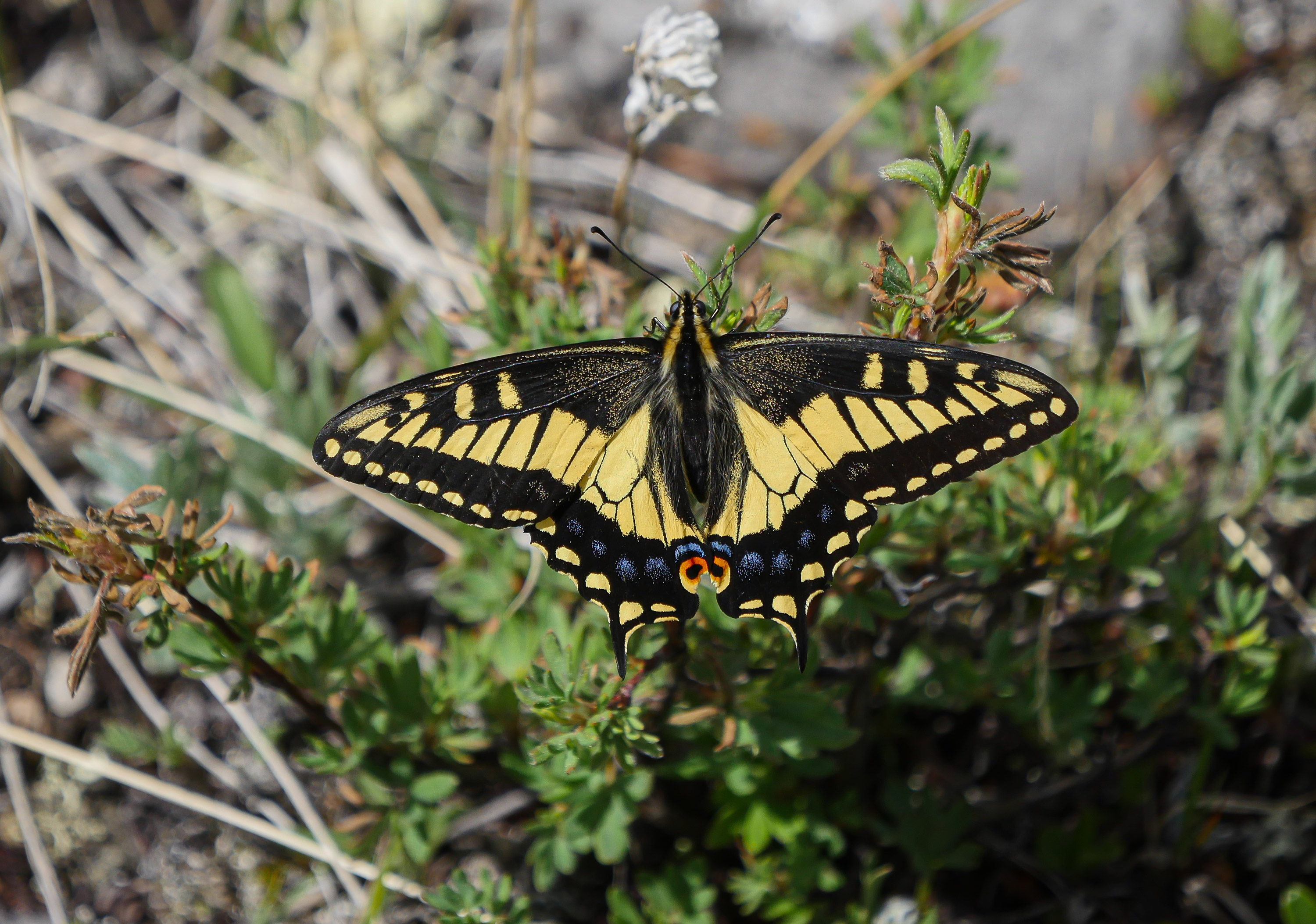 Butterfly, Moth, and Caterpillar Photographs from Alberta Butterflies