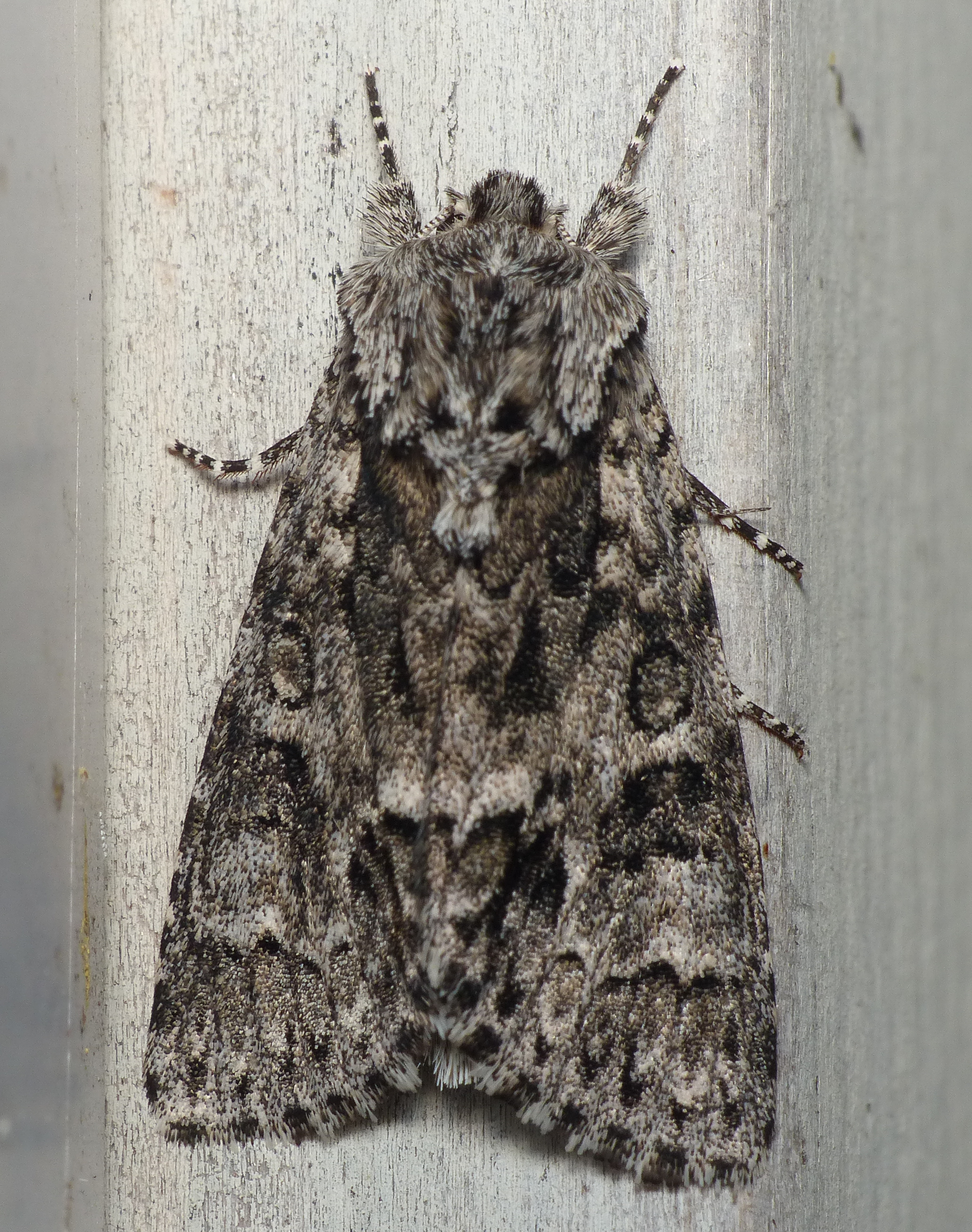 New York Butterflies and Moths of North America