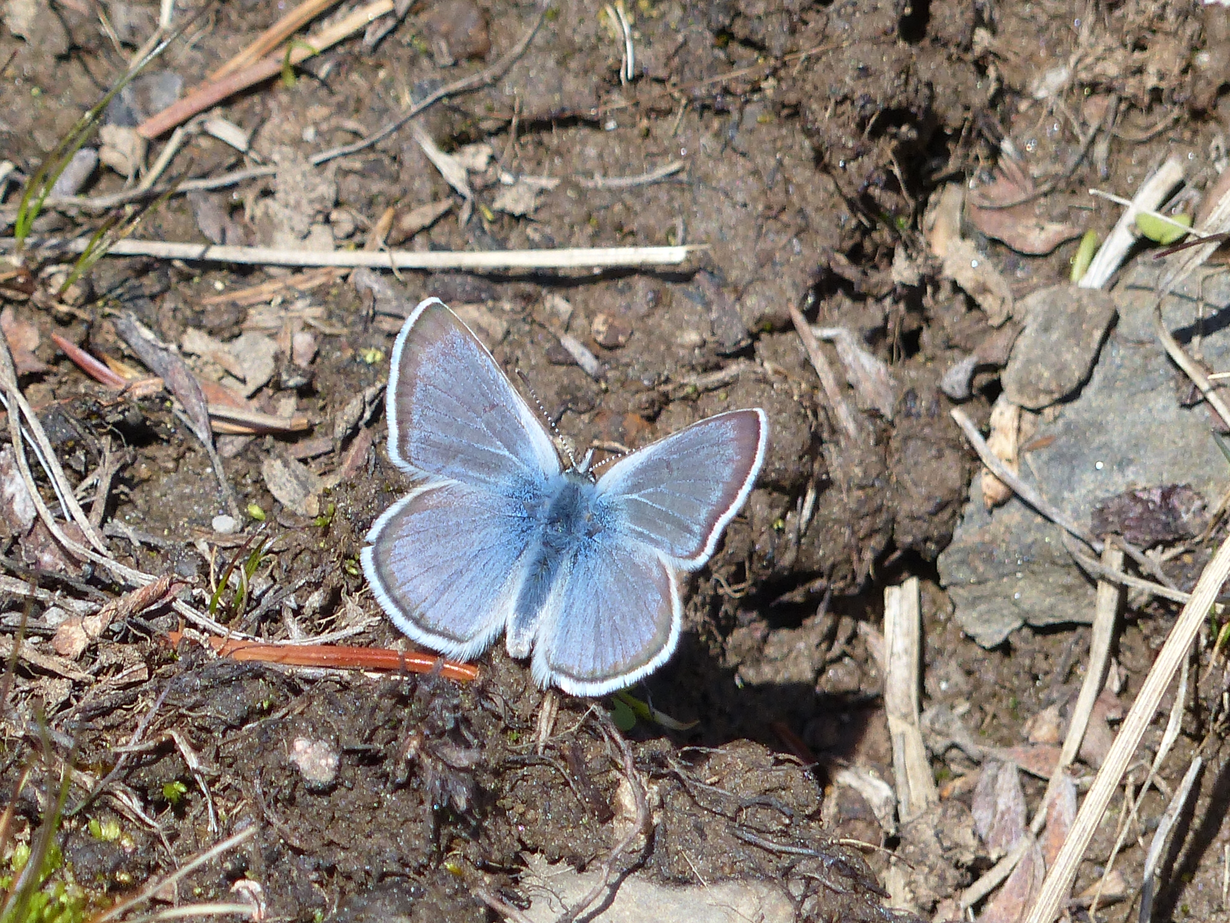 Sighting 1241591 Butterflies and Moths of North America