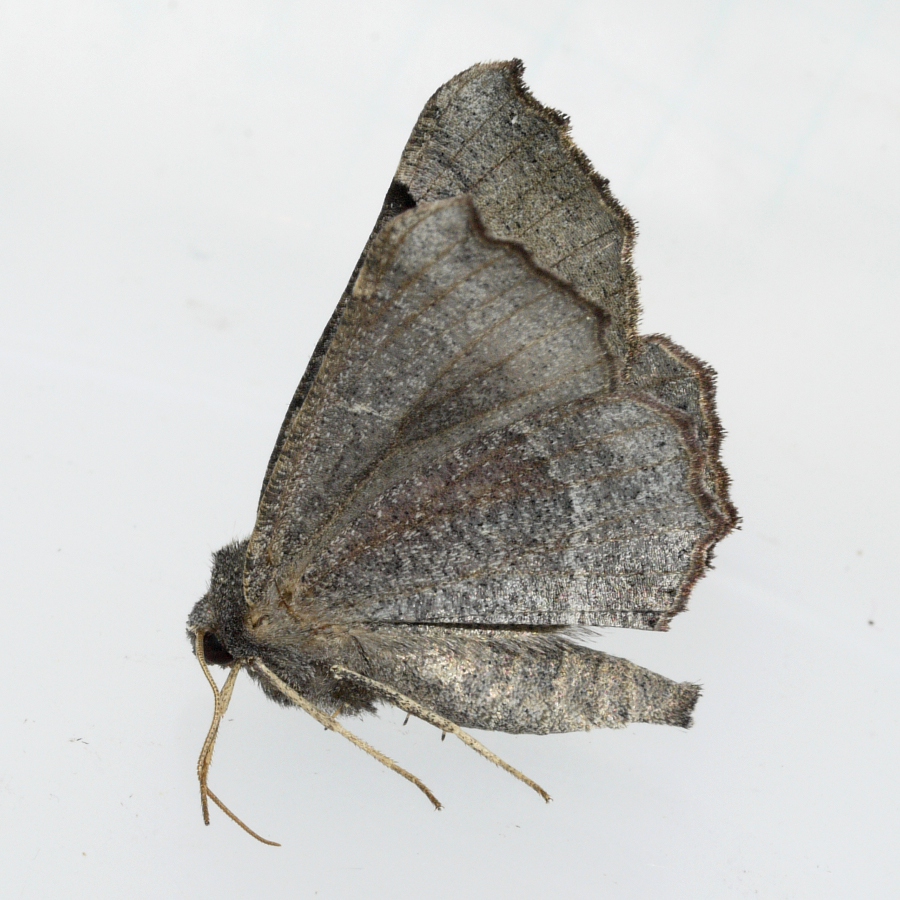 Wisconsin Butterflies and Moths of North America