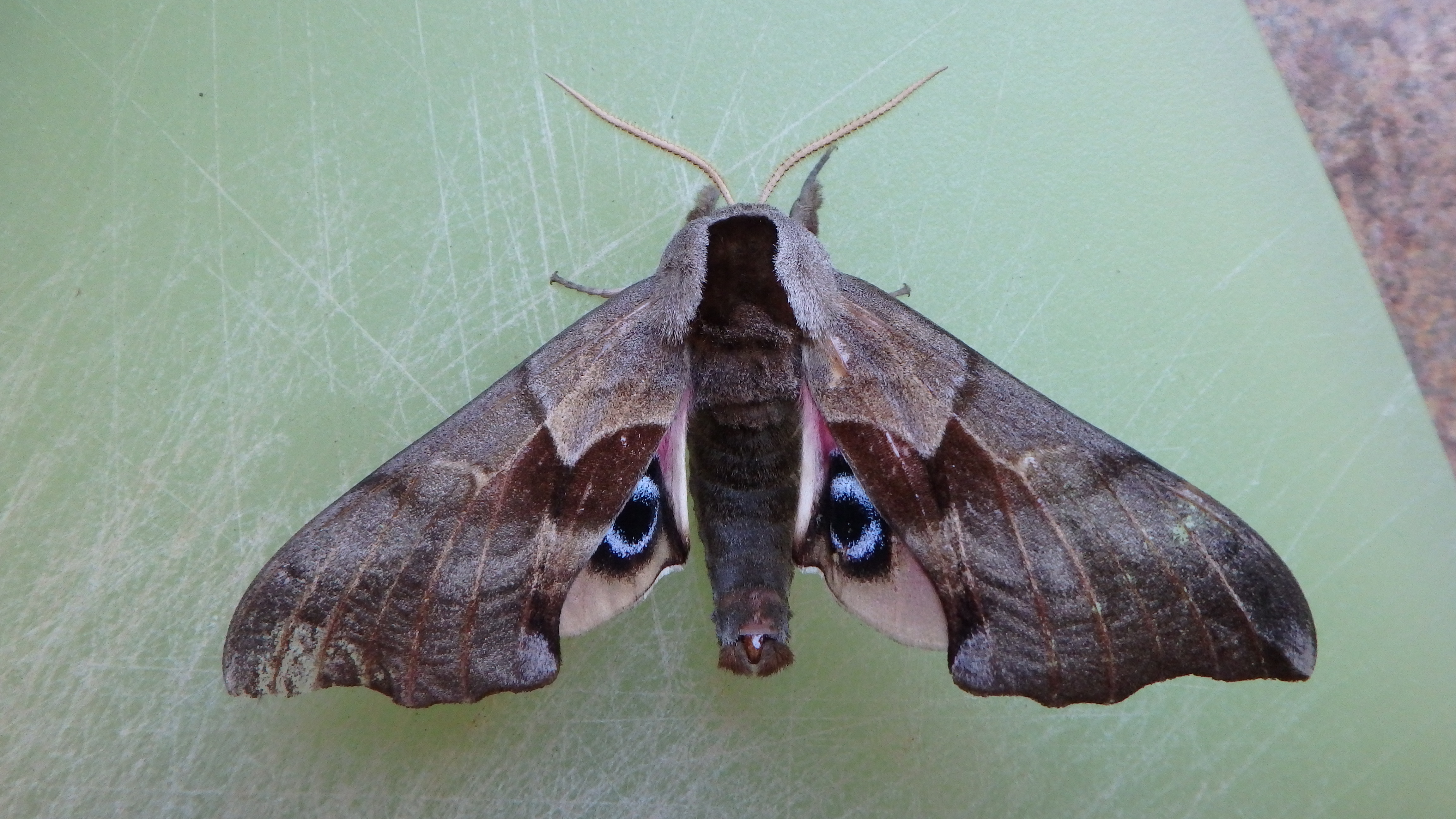 Eyed Hawk-moth