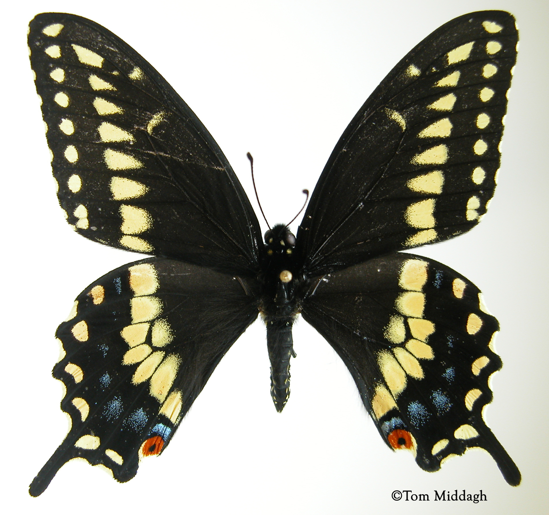 ONE REAL BUTTERFLY YELLOW BLACK SWALLOWTAIL PAPILIO POLYXENES MALE WINGS CLOSED