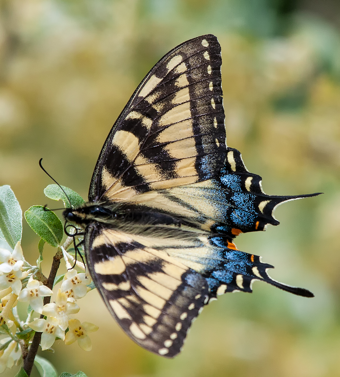 Michigan Butterflies and Moths of North America