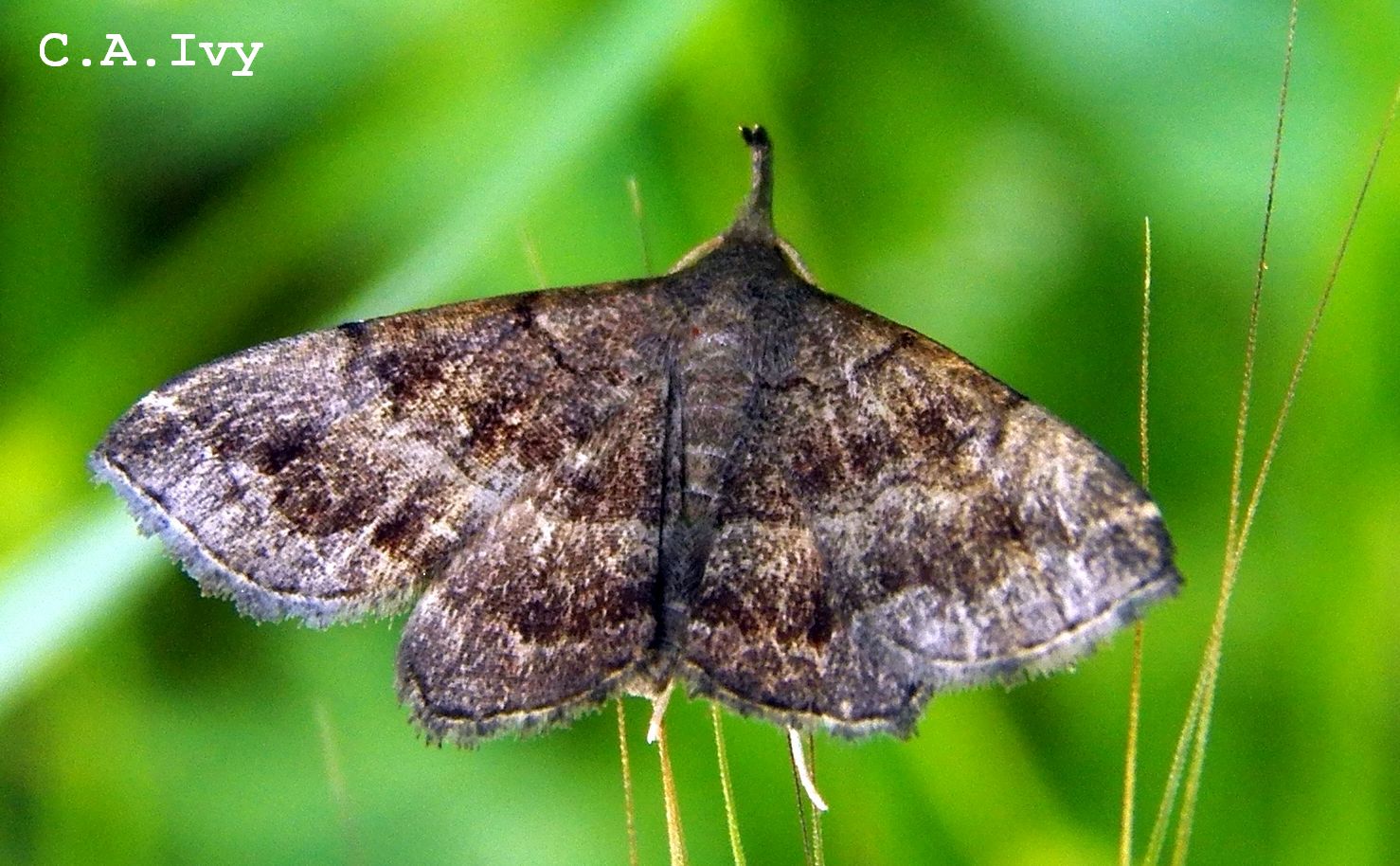 PHALANGIIDAE sp. Latreille, 1802 - Biodiversidade