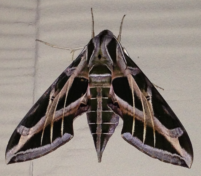 Vine sphinx Eumorpha vitis (Linnaeus, 1758) | Butterflies and Moths of ...