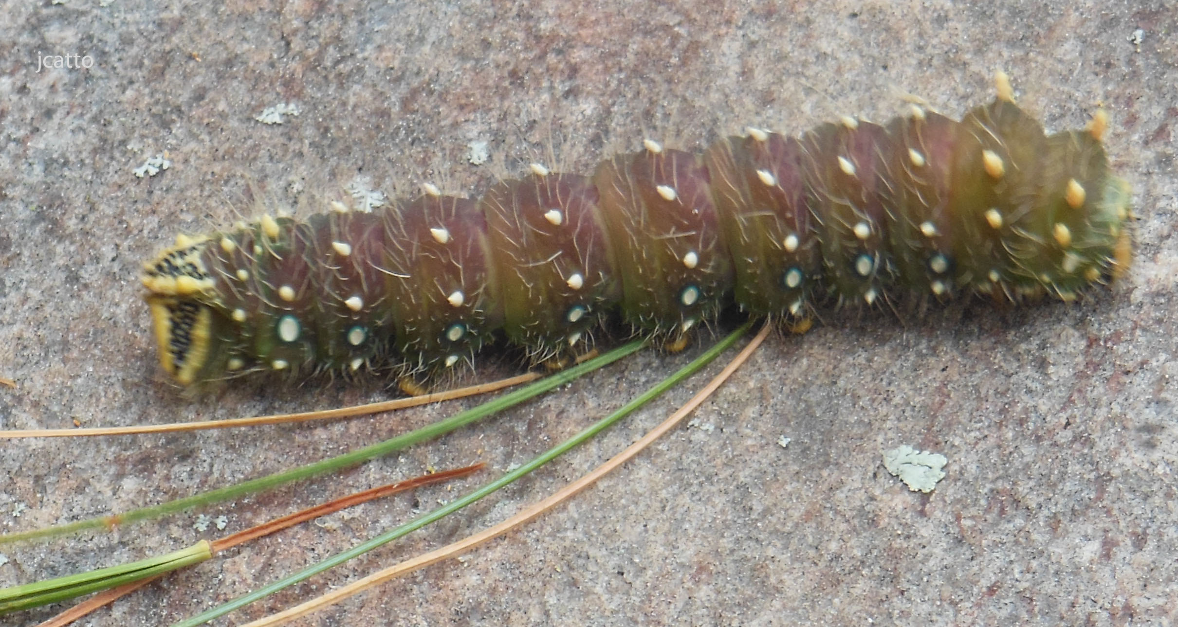 Sighting 1061414 Butterflies and Moths of North America