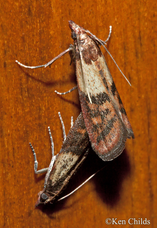 Is It Dangerous To Have Pantry Moths In My Worcester Cupboards?