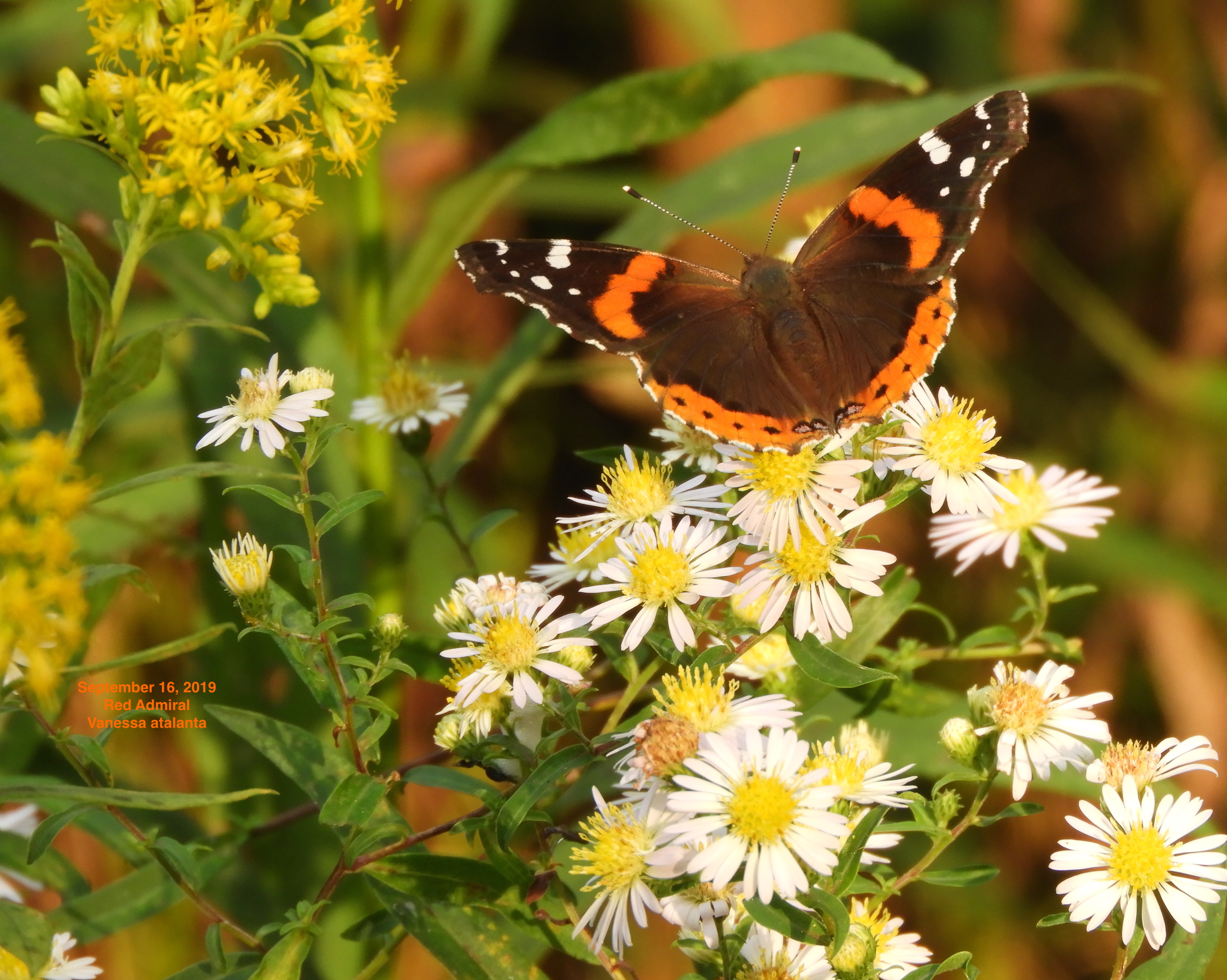 Pennsylvania Butterflies and Moths of North America