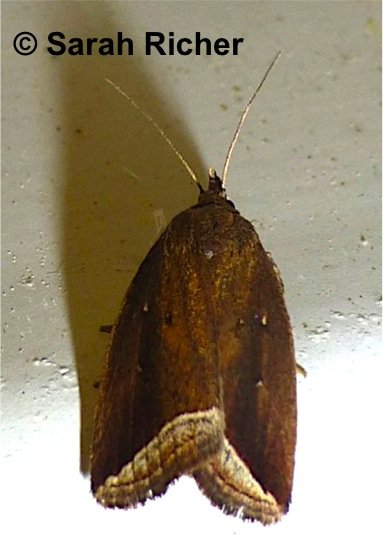 Shield-backed Cutworm Sunira decipiens (Grote, 1881)