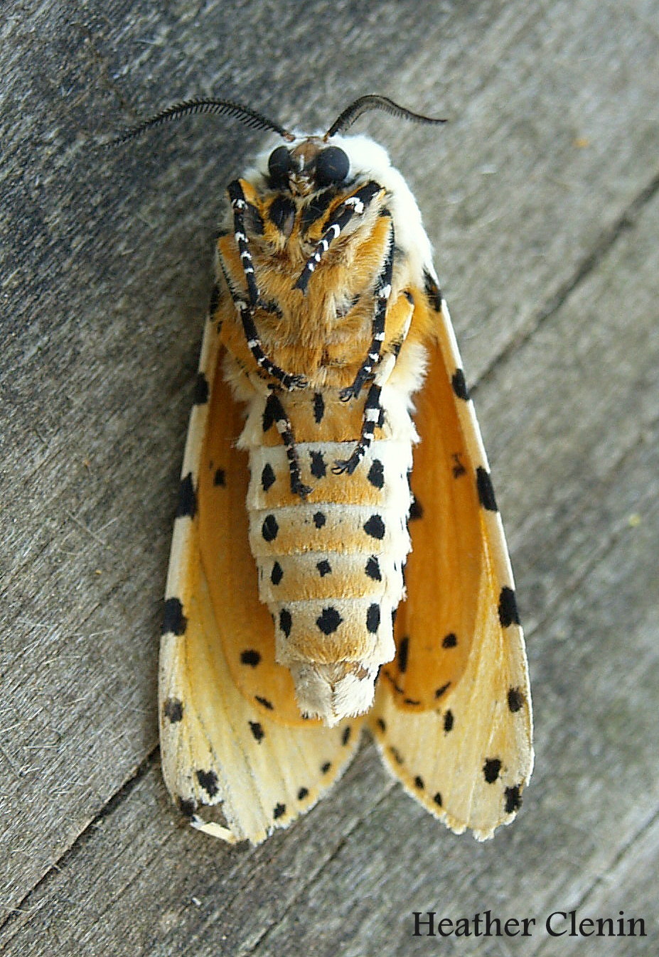 Salt Marsh Moth Or Acrea Moth Estigmene Acrea Drury 1773