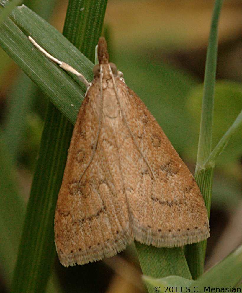 Celery Leaftier Moth Udea rubigalis (Guenée, 1854) Butterflies and