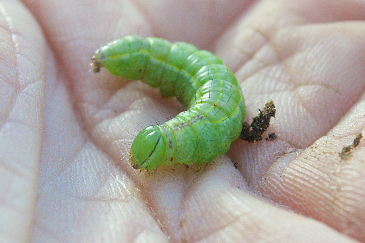 New Hampshire Butterflies and Moths of North America