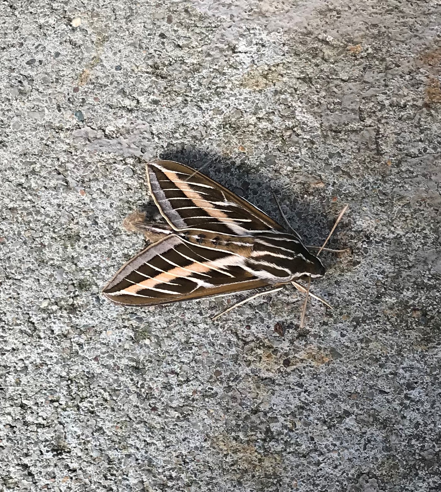 New York Butterflies and Moths of North America