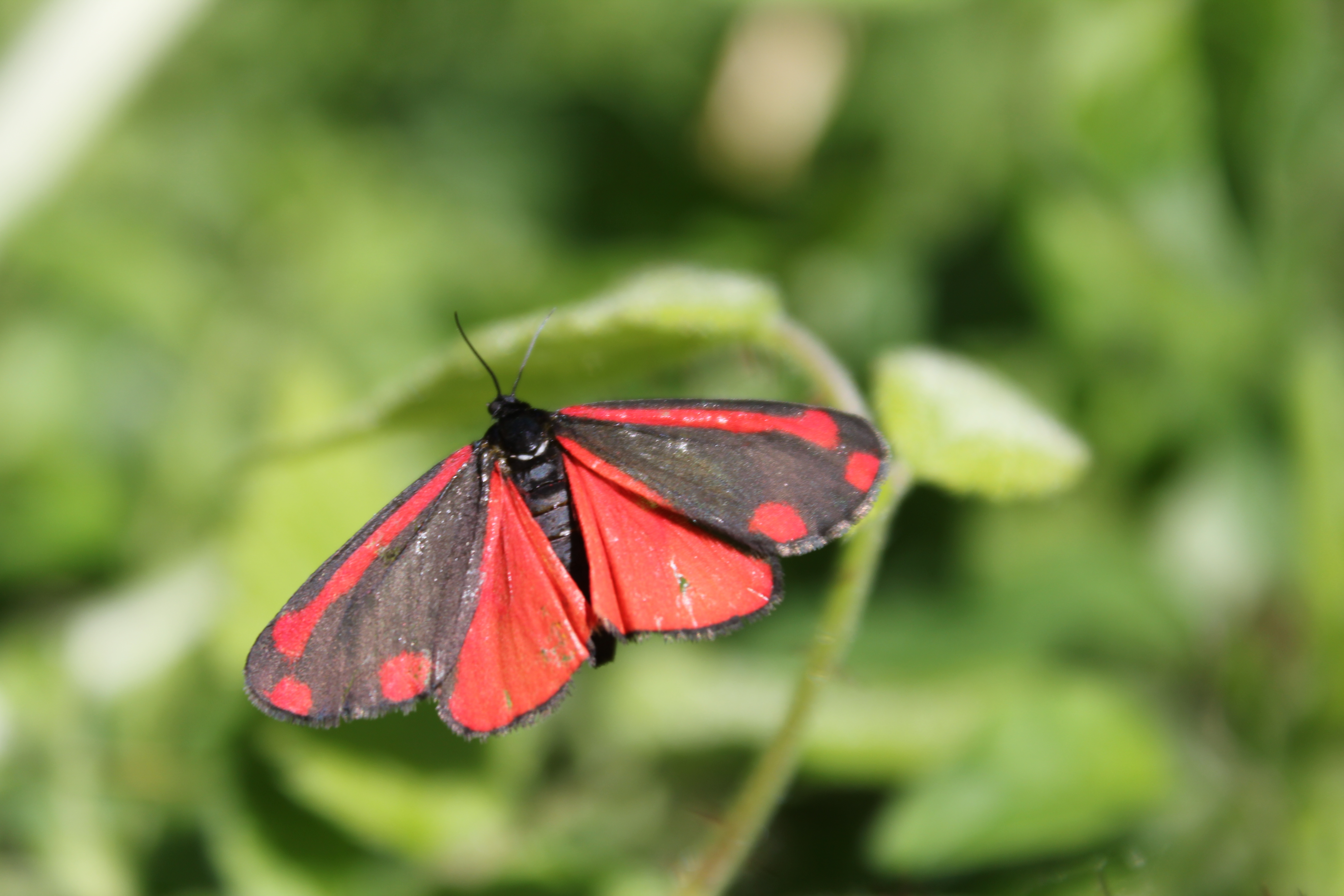 Cinnabar  Butterfly Conservation