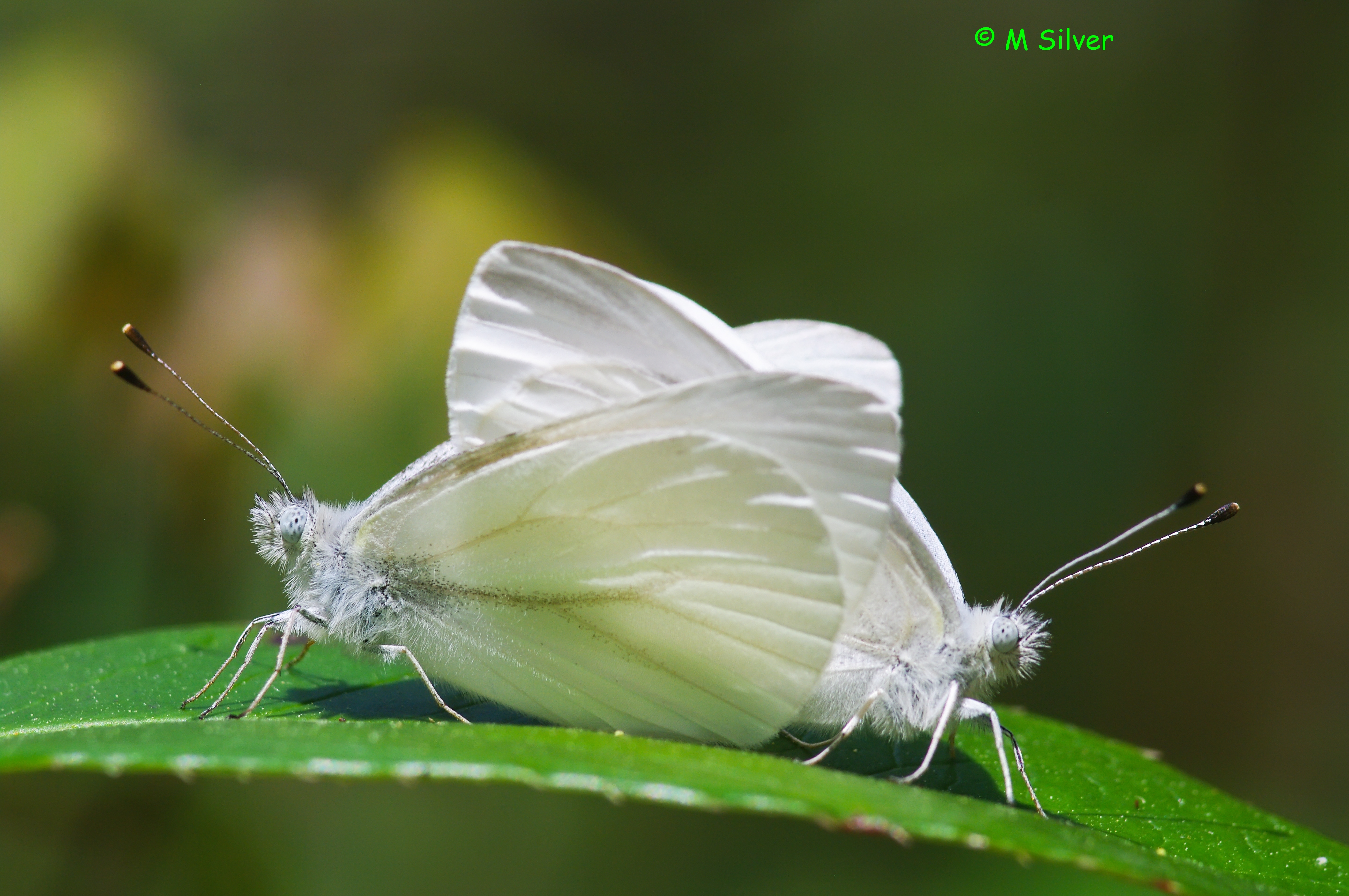 West Virginia White - Alabama Butterfly Atlas