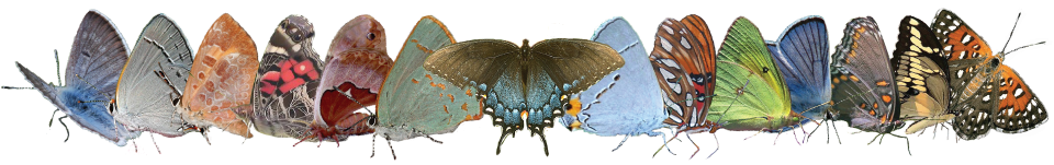 North American Butterfly Identification Chart