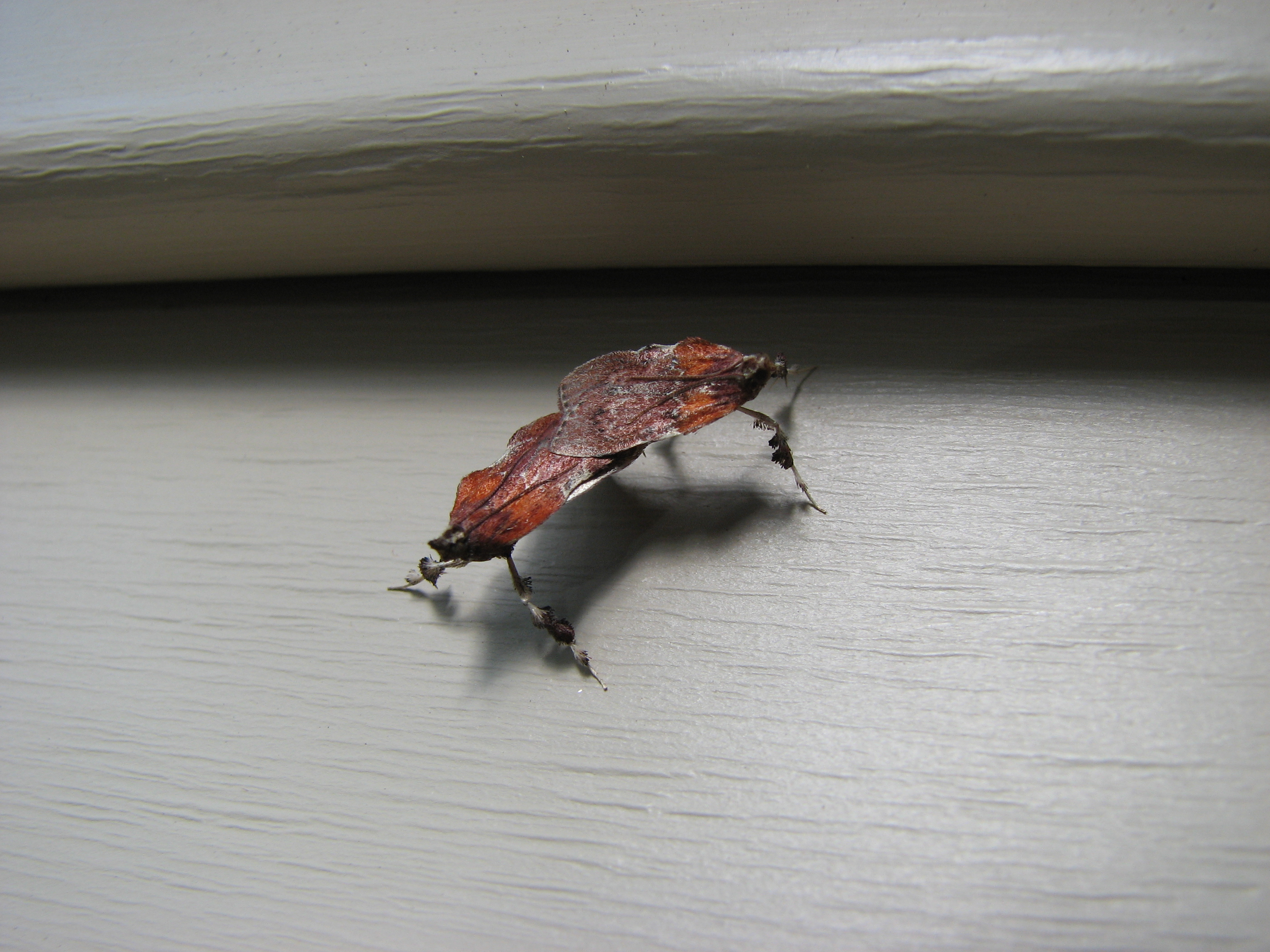 New York Butterflies and Moths of North America