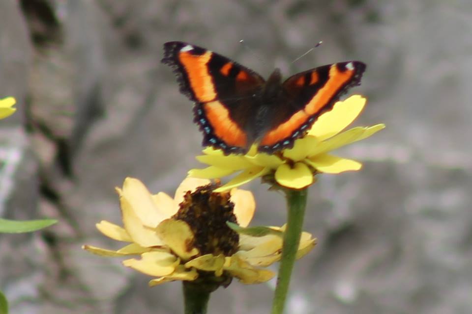 Alberta Butterflies and Moths of North America