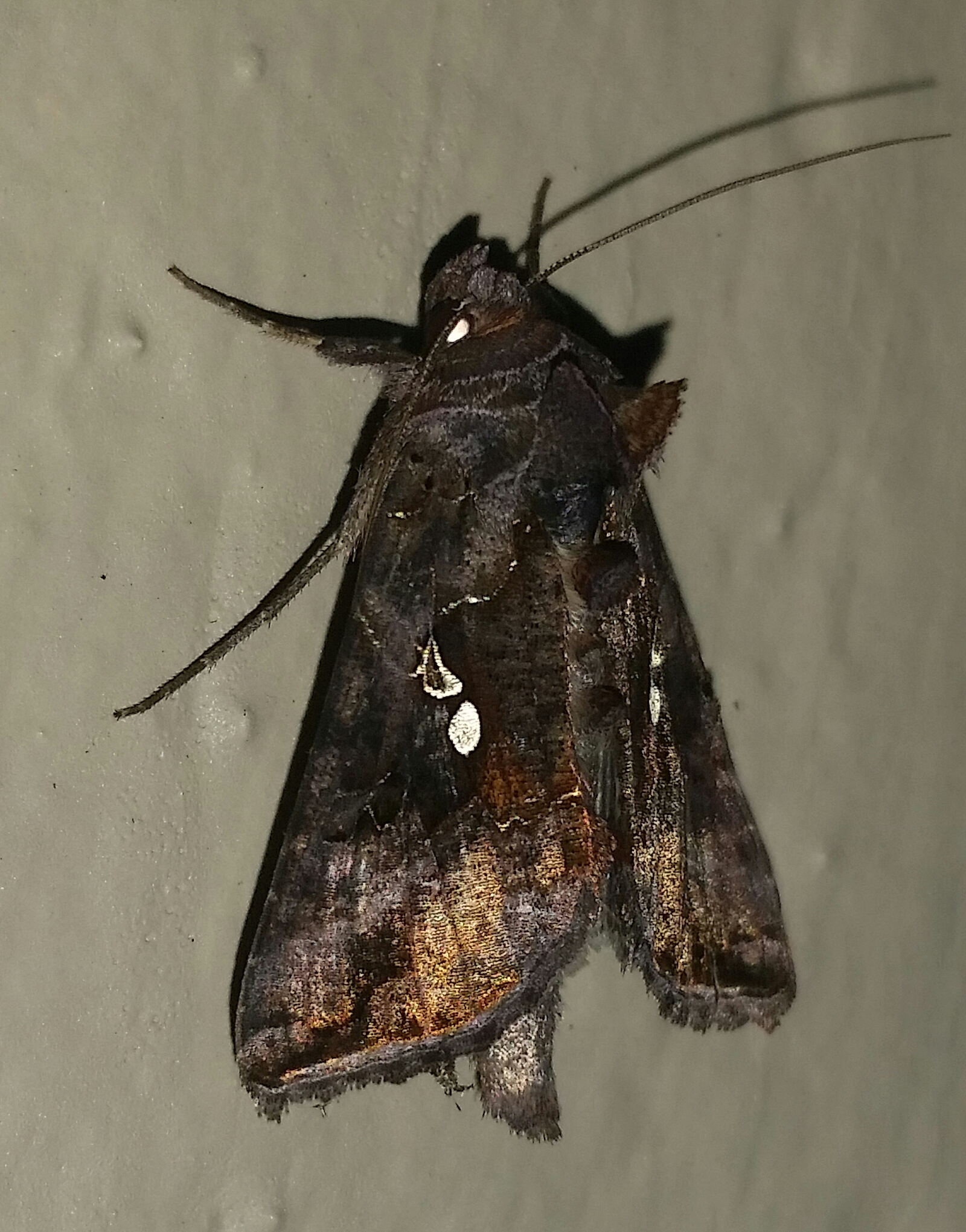 Butterfly, Moth, and Caterpillar Photographs from Nicholas County