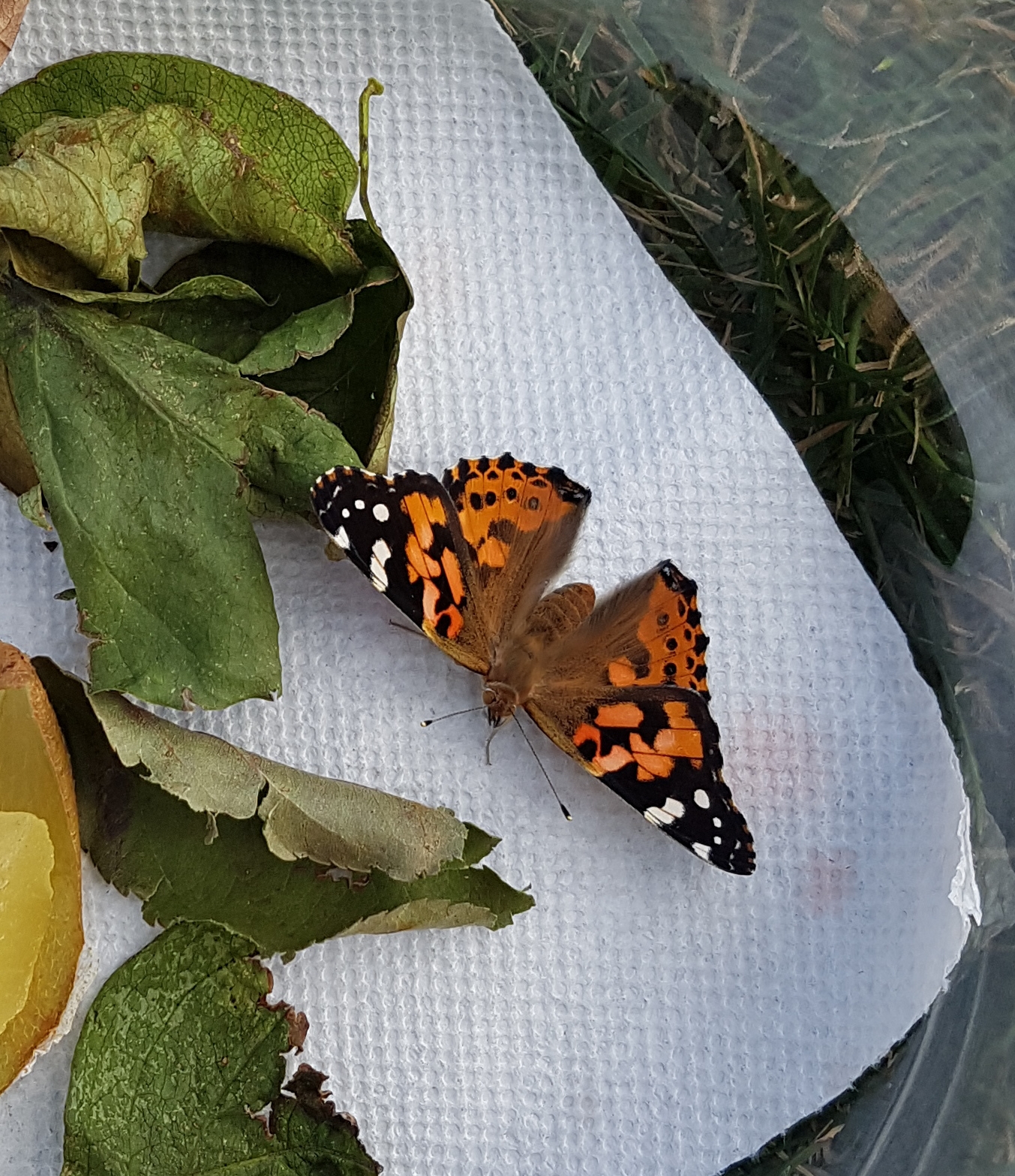 Alberta Butterflies and Moths of North America