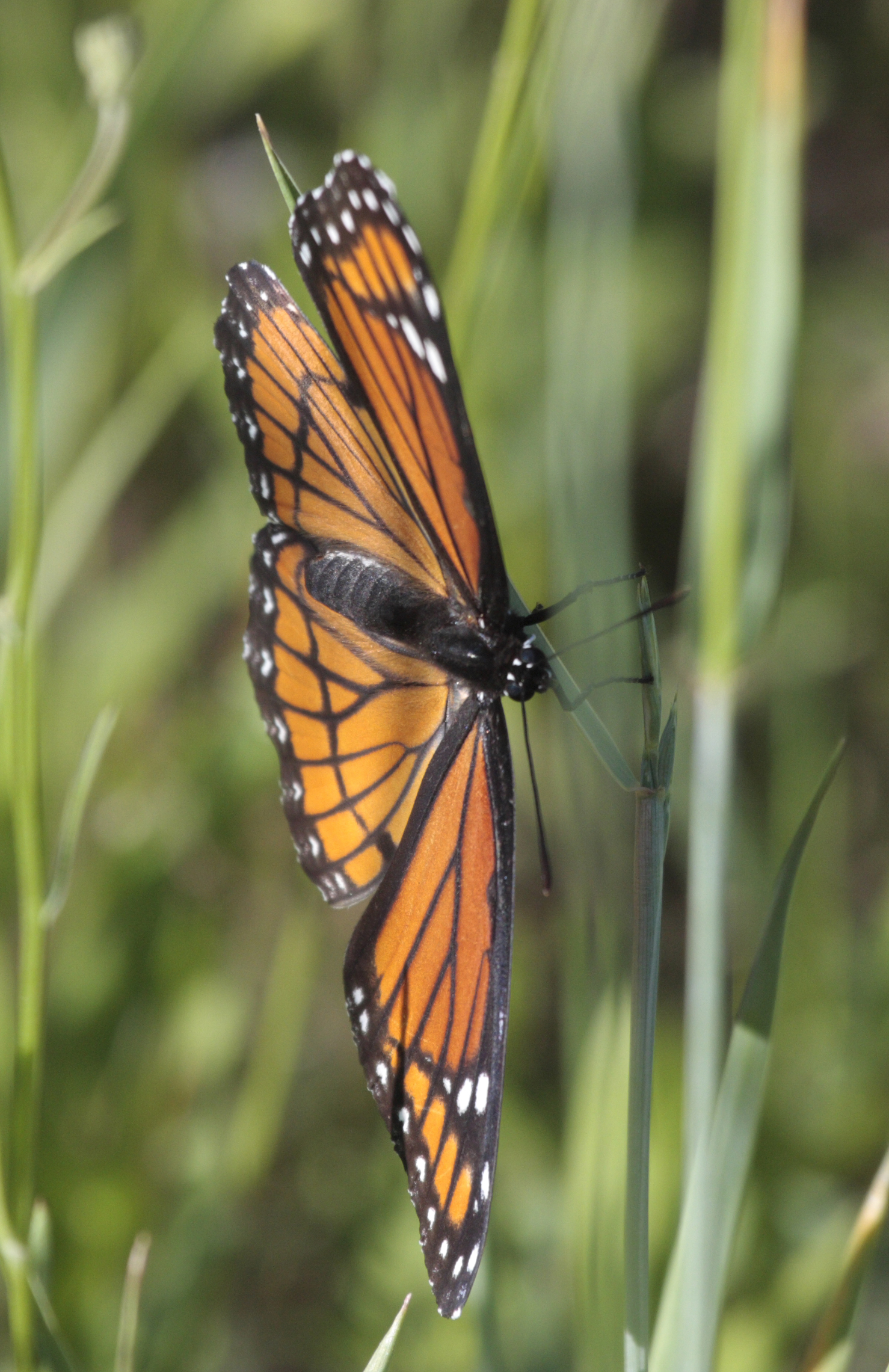 Minnesota Butterflies and Moths of North America