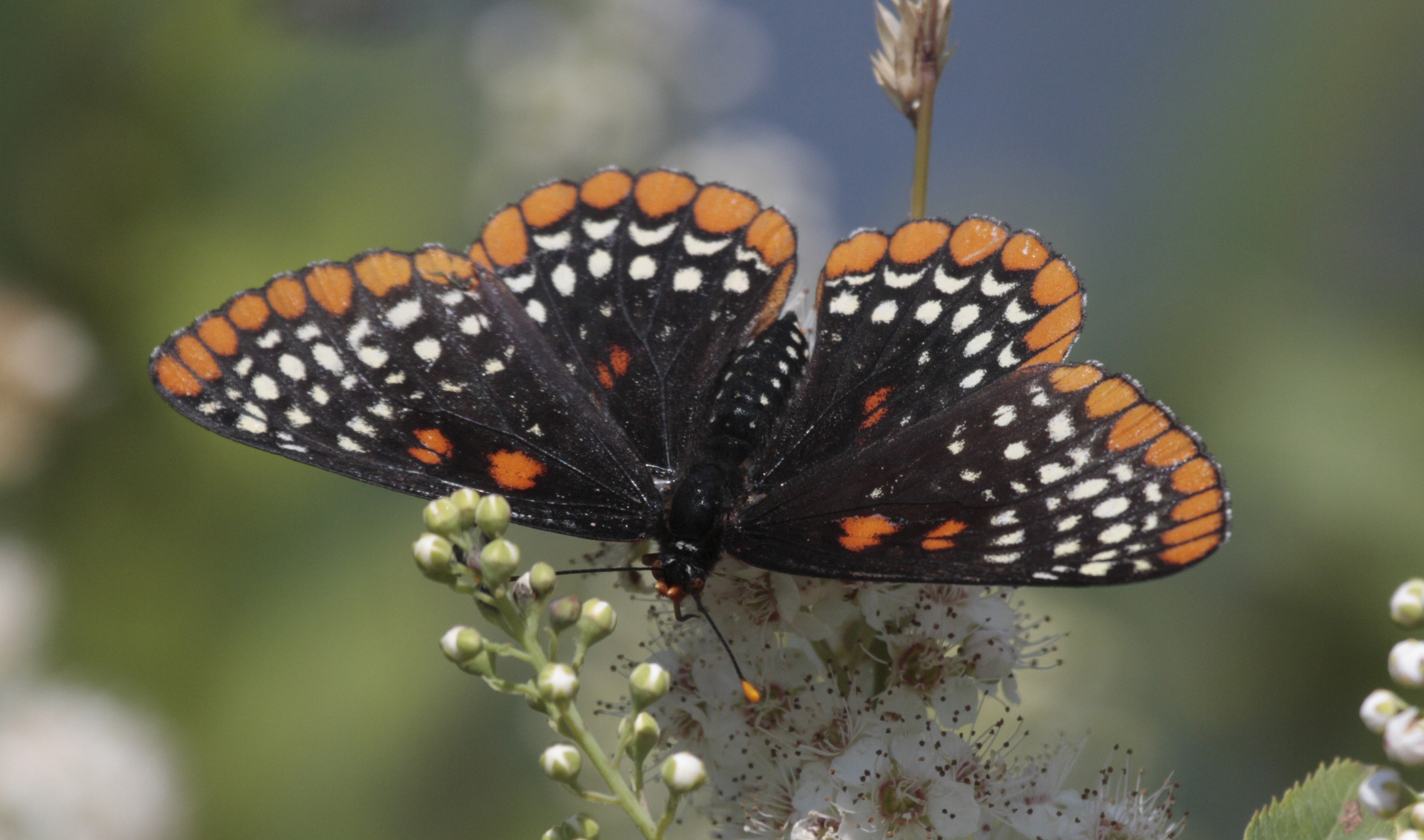 Minnesota Butterflies and Moths of North America
