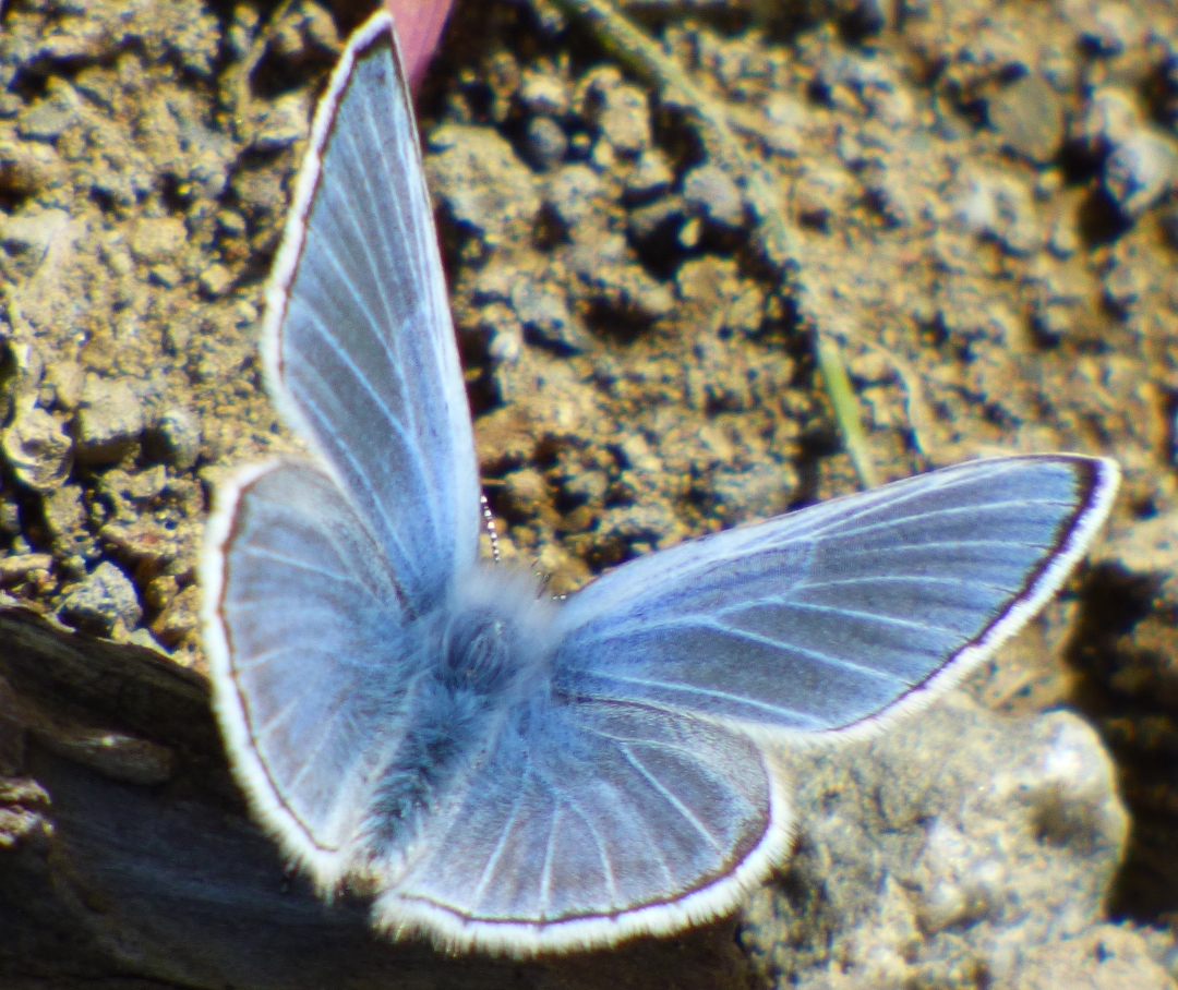 California Butterflies and Moths of North America