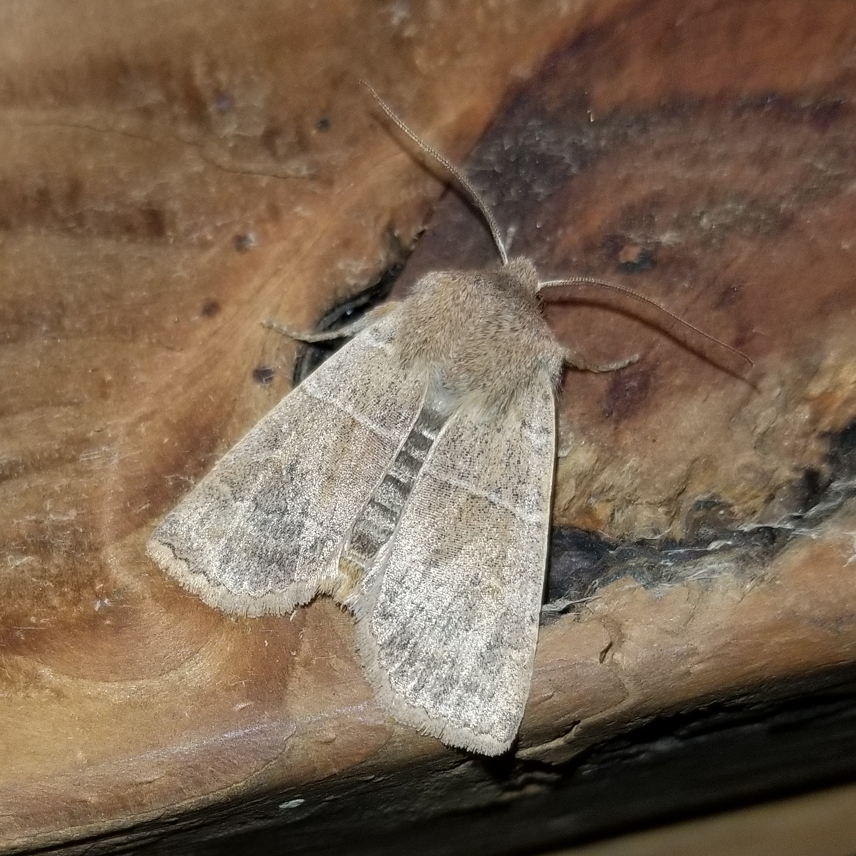 Pennsylvania Butterflies and Moths of North America