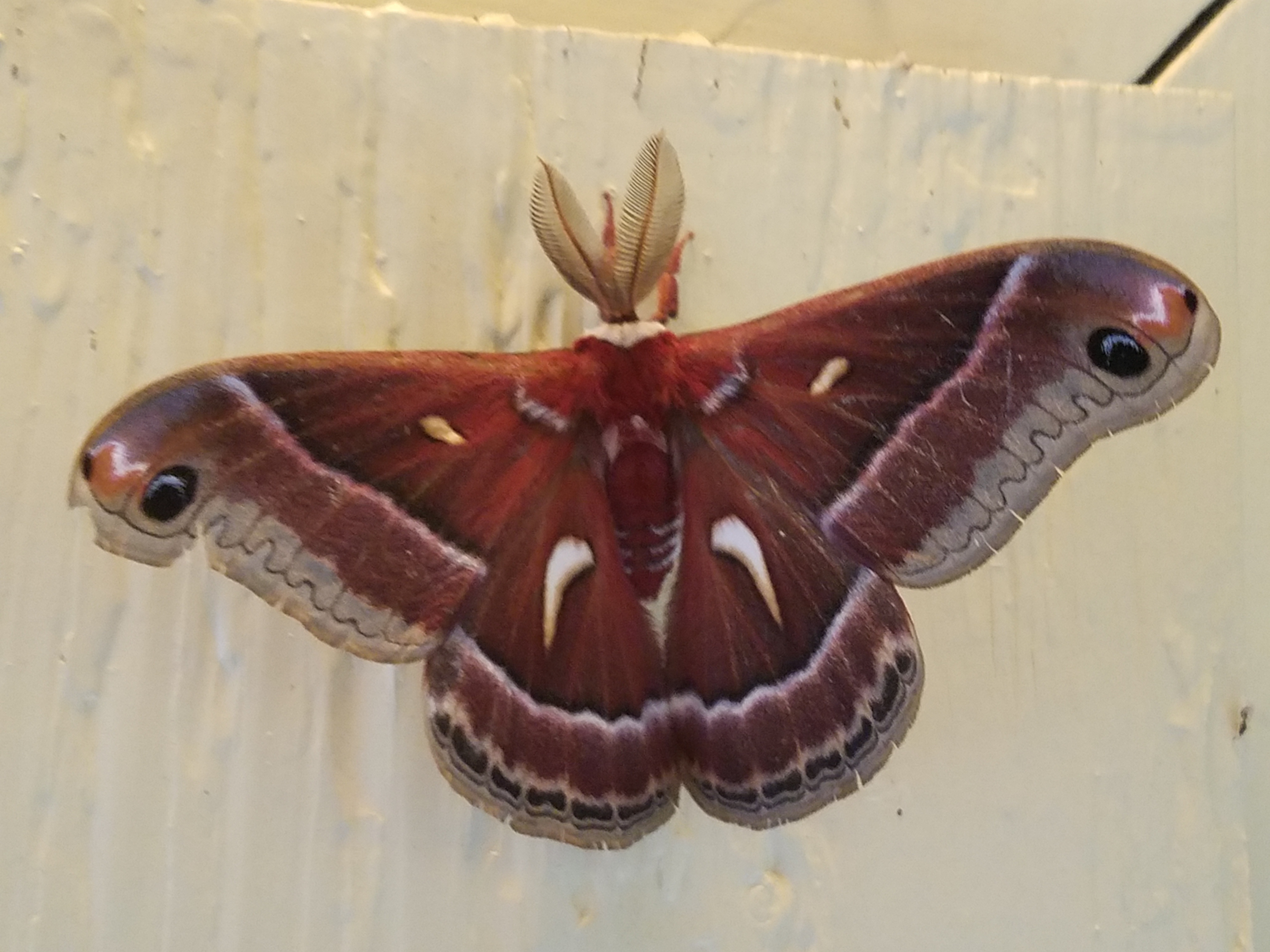 Sighting 1163368 Butterflies and Moths of North America