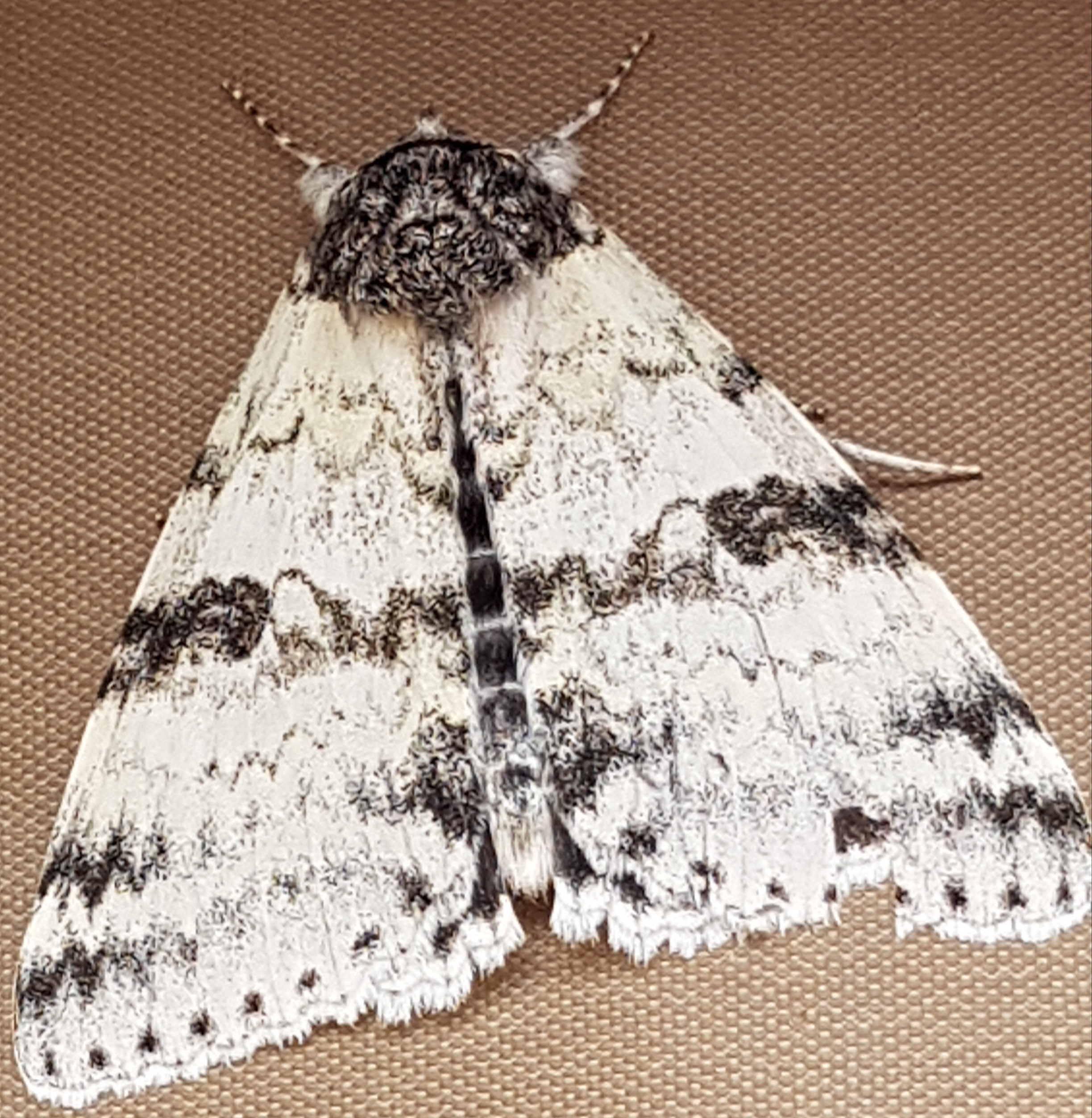 Alberta Butterflies and Moths of North America