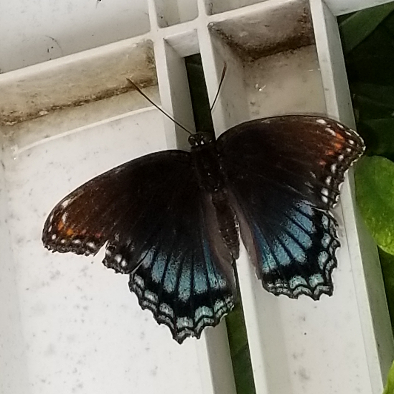 Minnesota Butterflies and Moths of North America