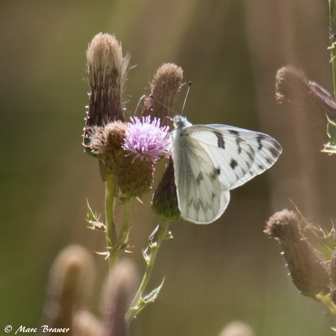 Photographs from South Dakota Butterflies and Moths of North America