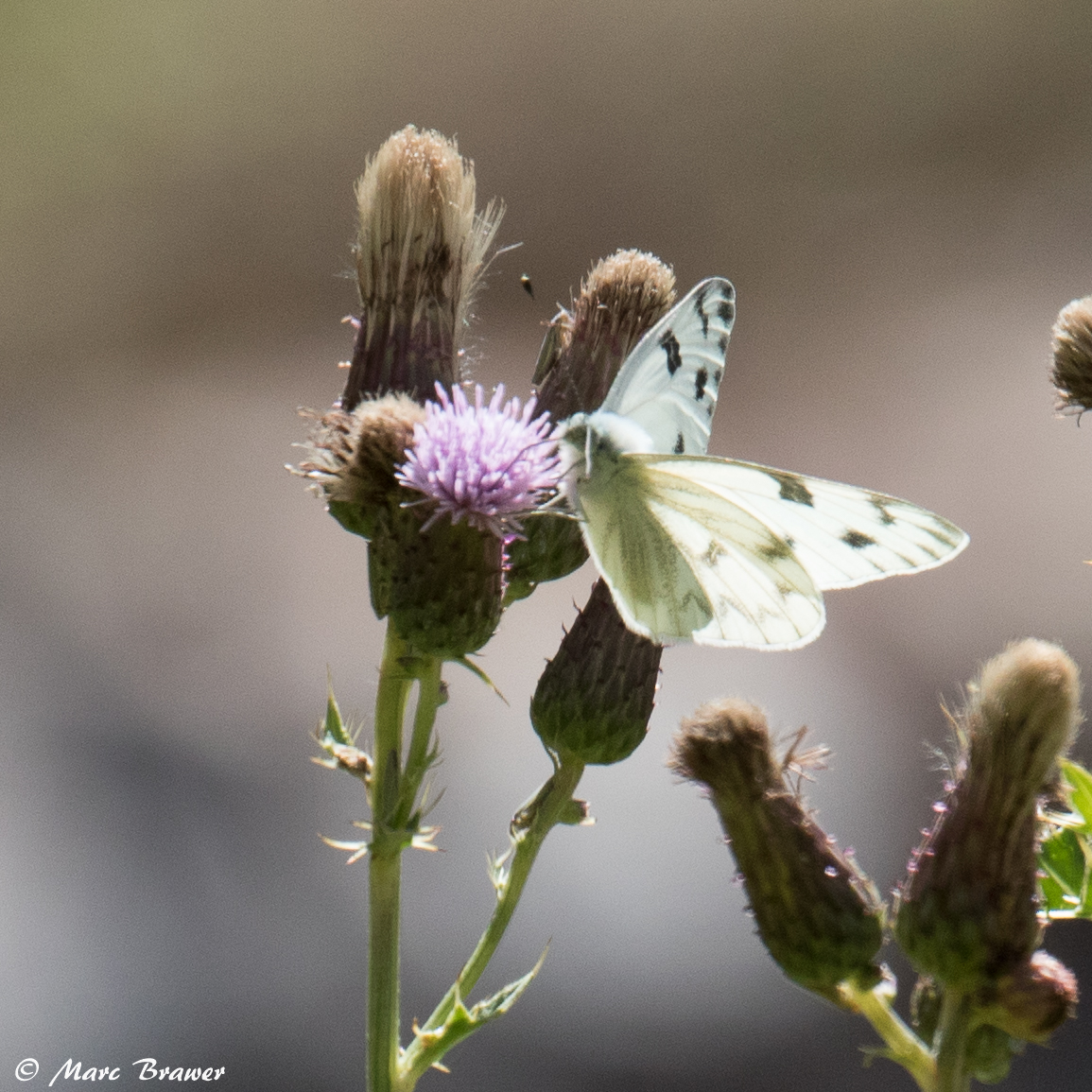 Photographs from South Dakota Butterflies and Moths of North America