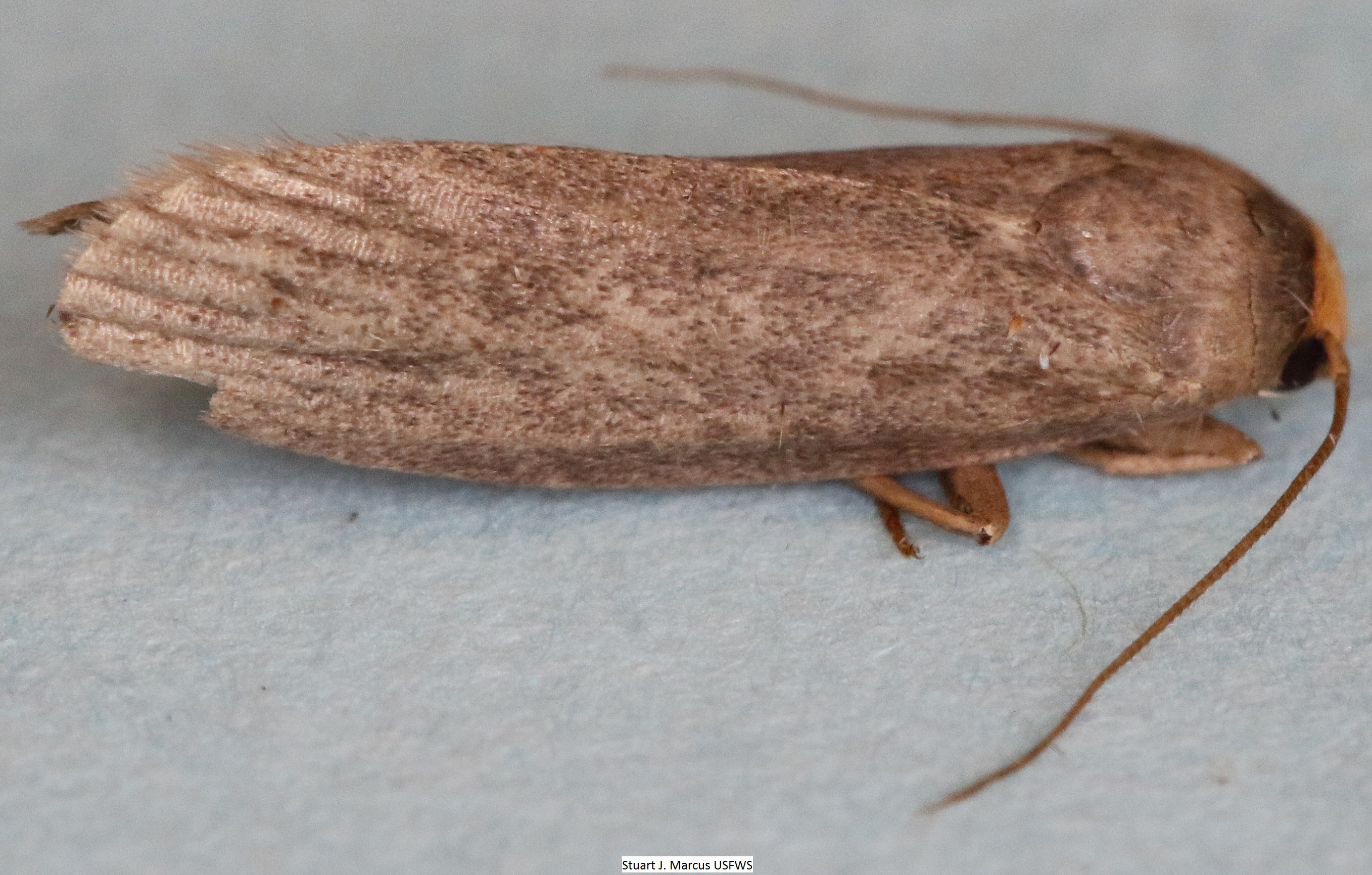 Lesser Wax Moth Achroia grisella (Fabricius, 1794) | Butterflies and ...