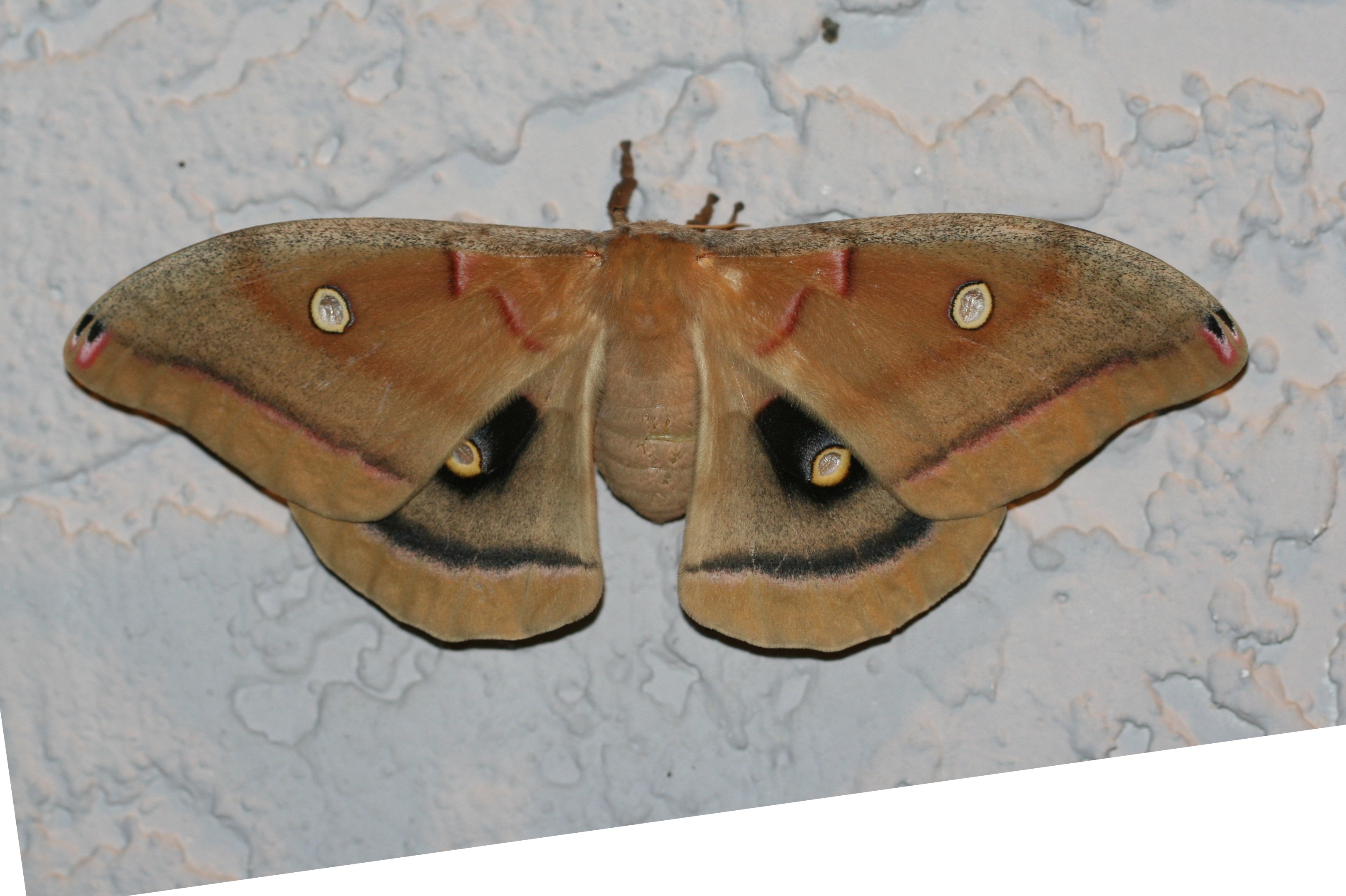 Sighting 1153513 Butterflies and Moths of North America