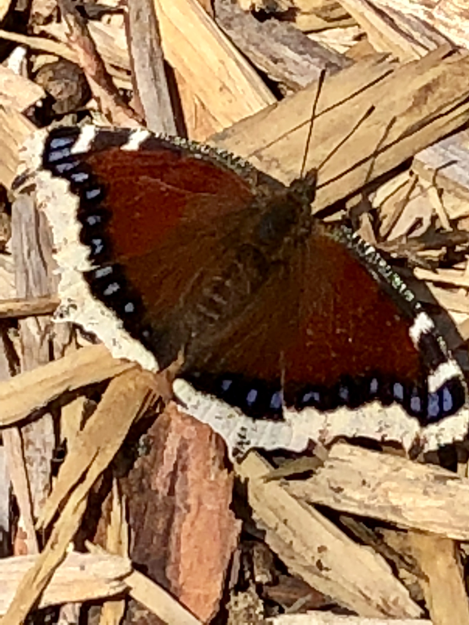 Minnesota Butterflies and Moths of North America